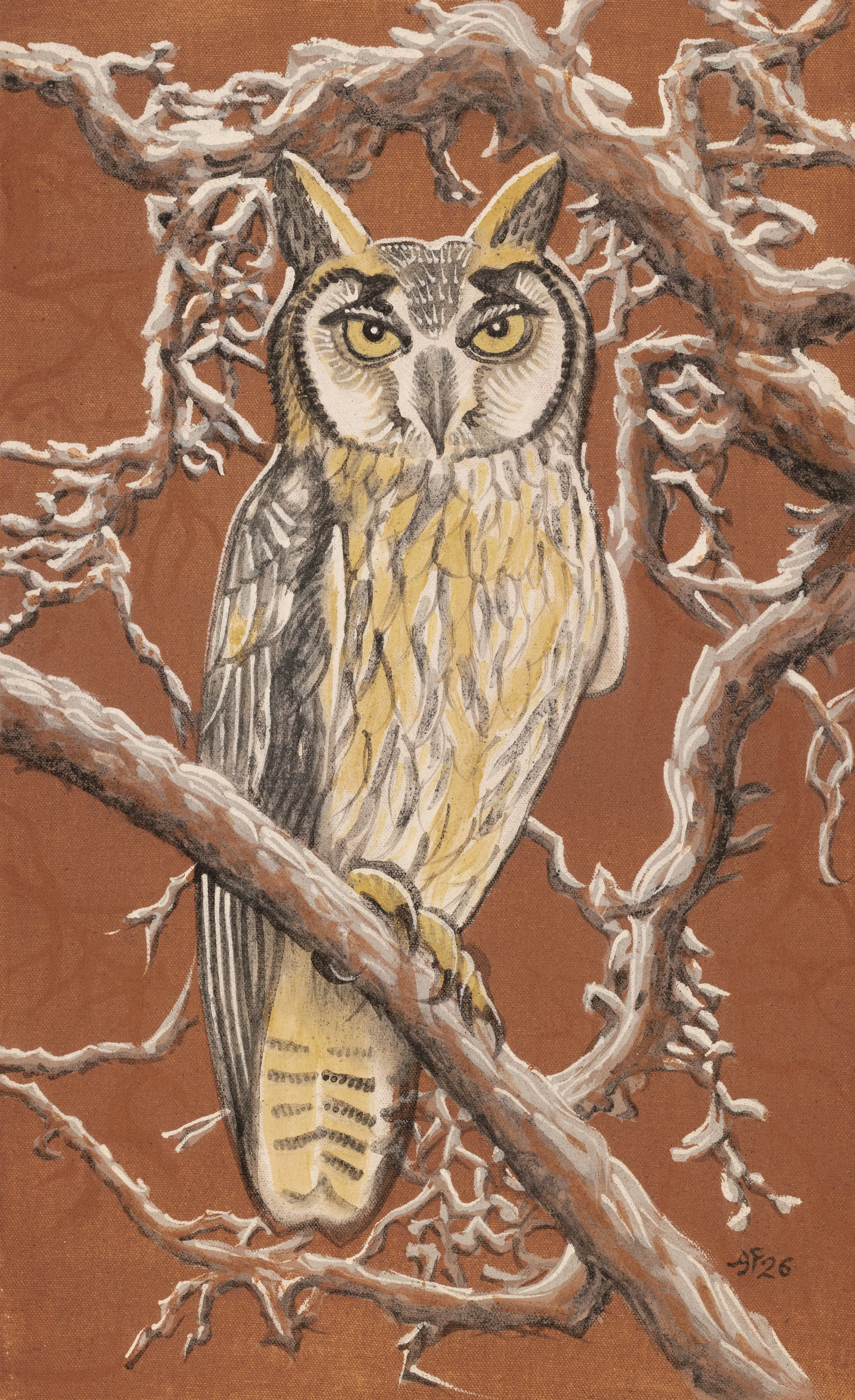 Colombian Owl.jpeg