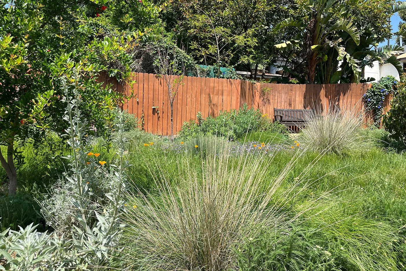 A lush garden with various green plants, some with flowers, and a wooden fence in the background. There is a bench near the fence and bright sunlight illuminating the scene.