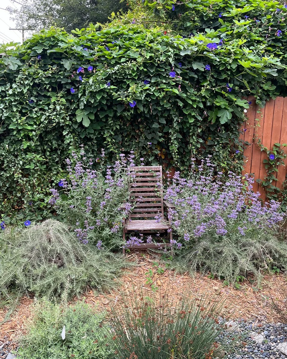 A garden scene with a wooden chair surrounded by purple flowering plants, tall leafy green shrubs, and a wooden fence in the background.