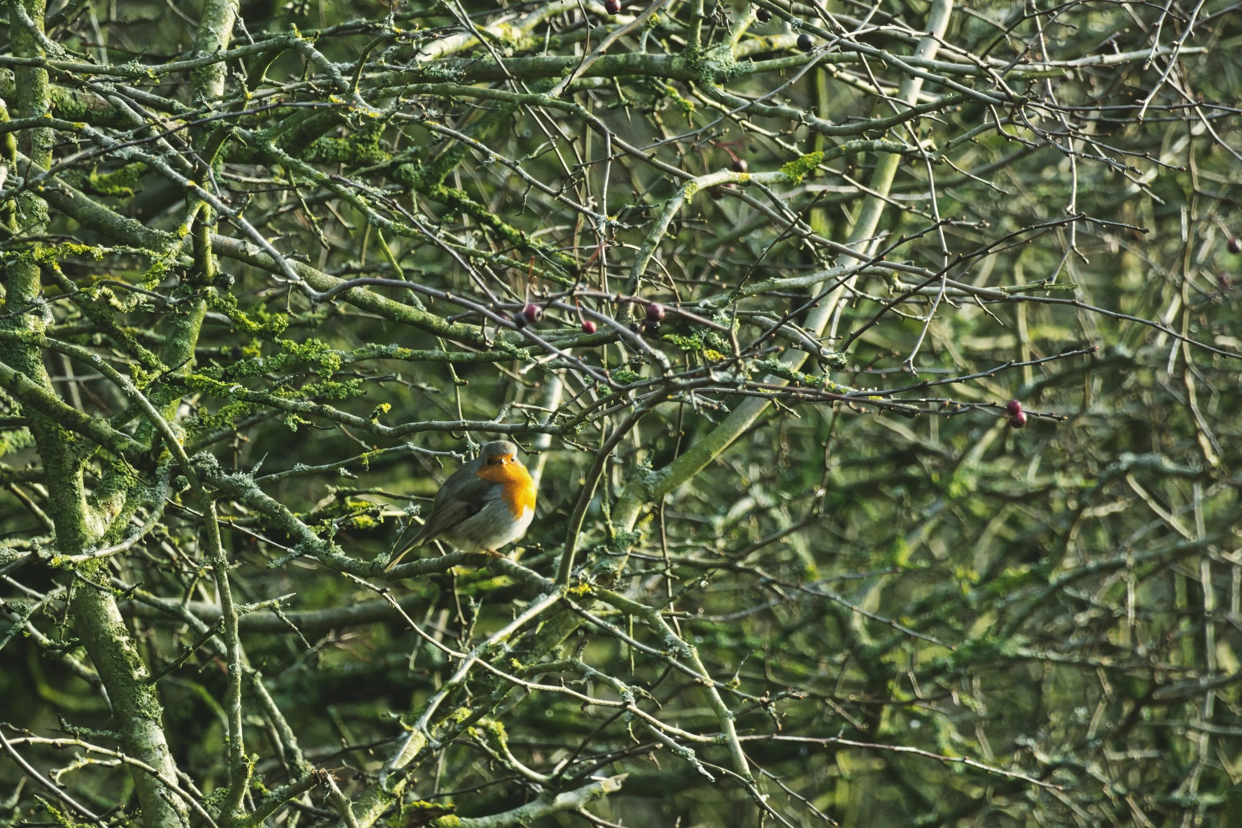 IMG_7025.jpg