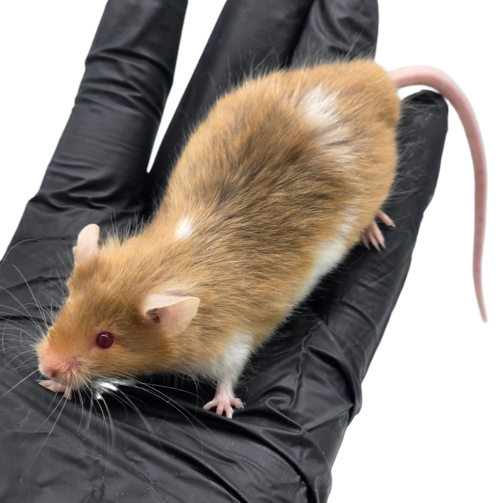 Satin Longhair Argente Pied