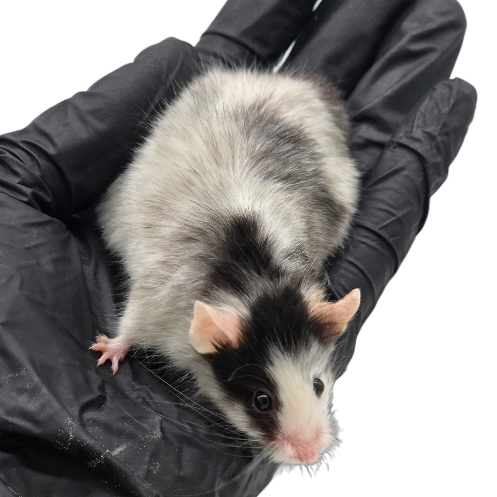 Longhair Blaze Black Pied Merle