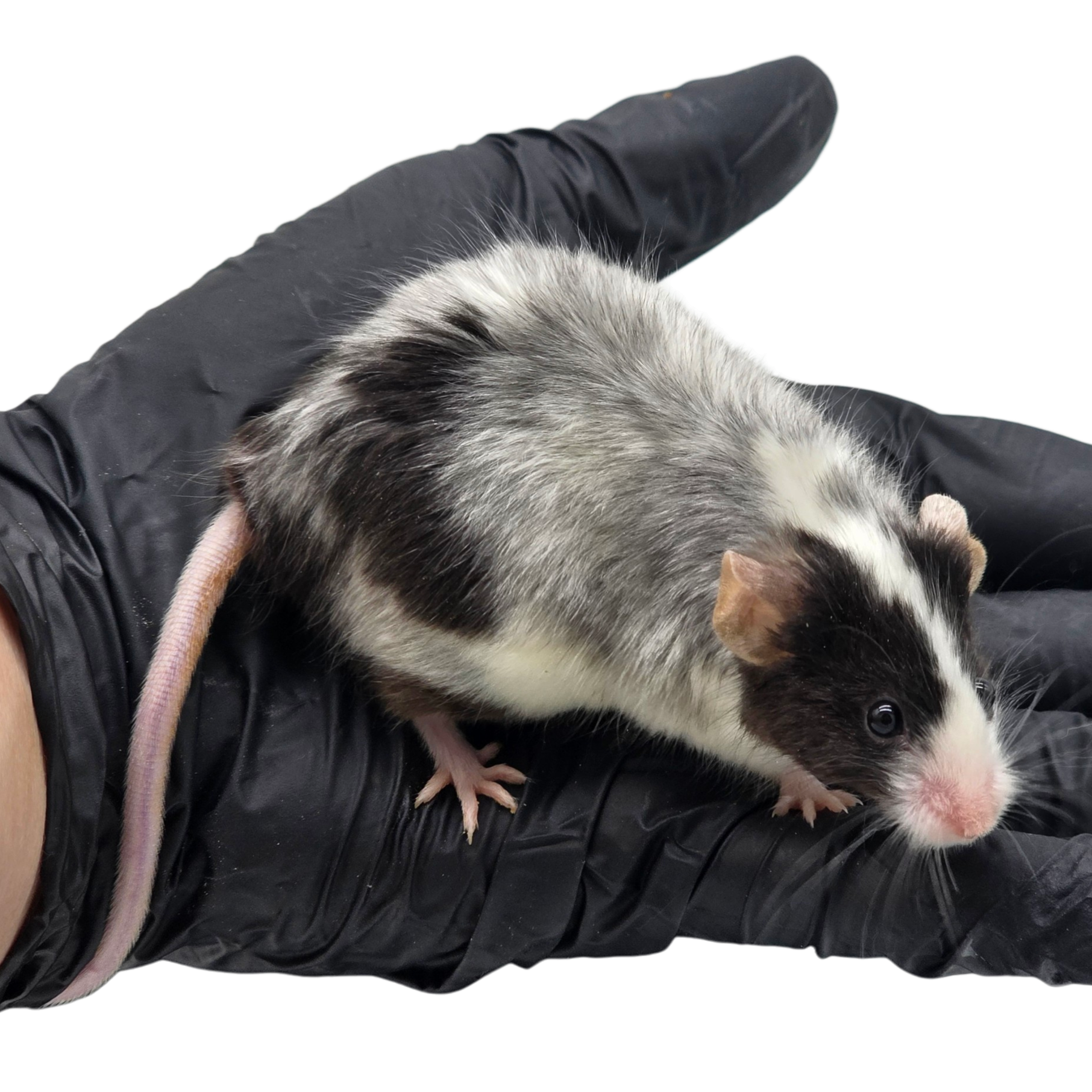 Split Blaze Black Pied Merle