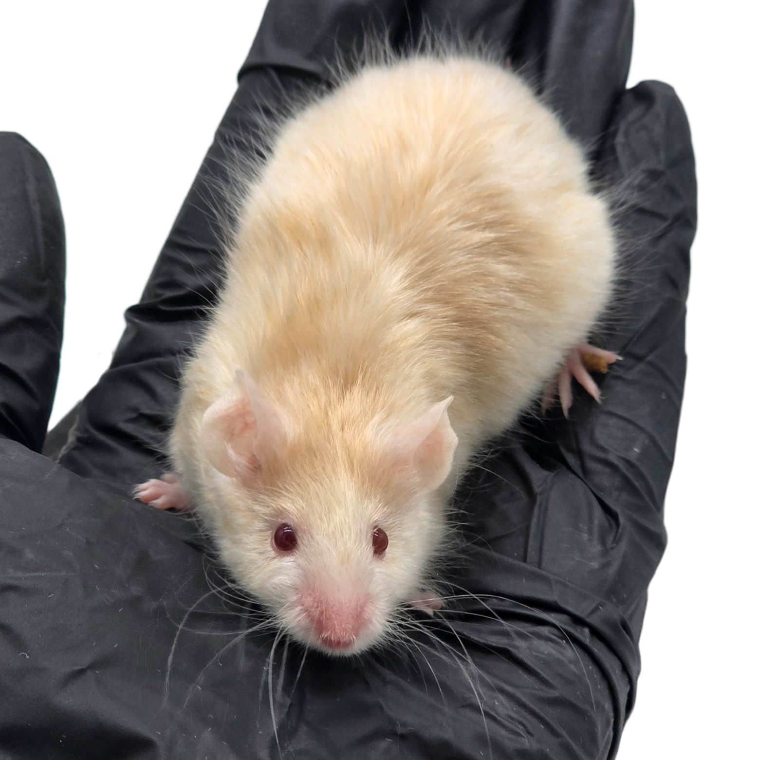 Satin Longhair Pied Champagne