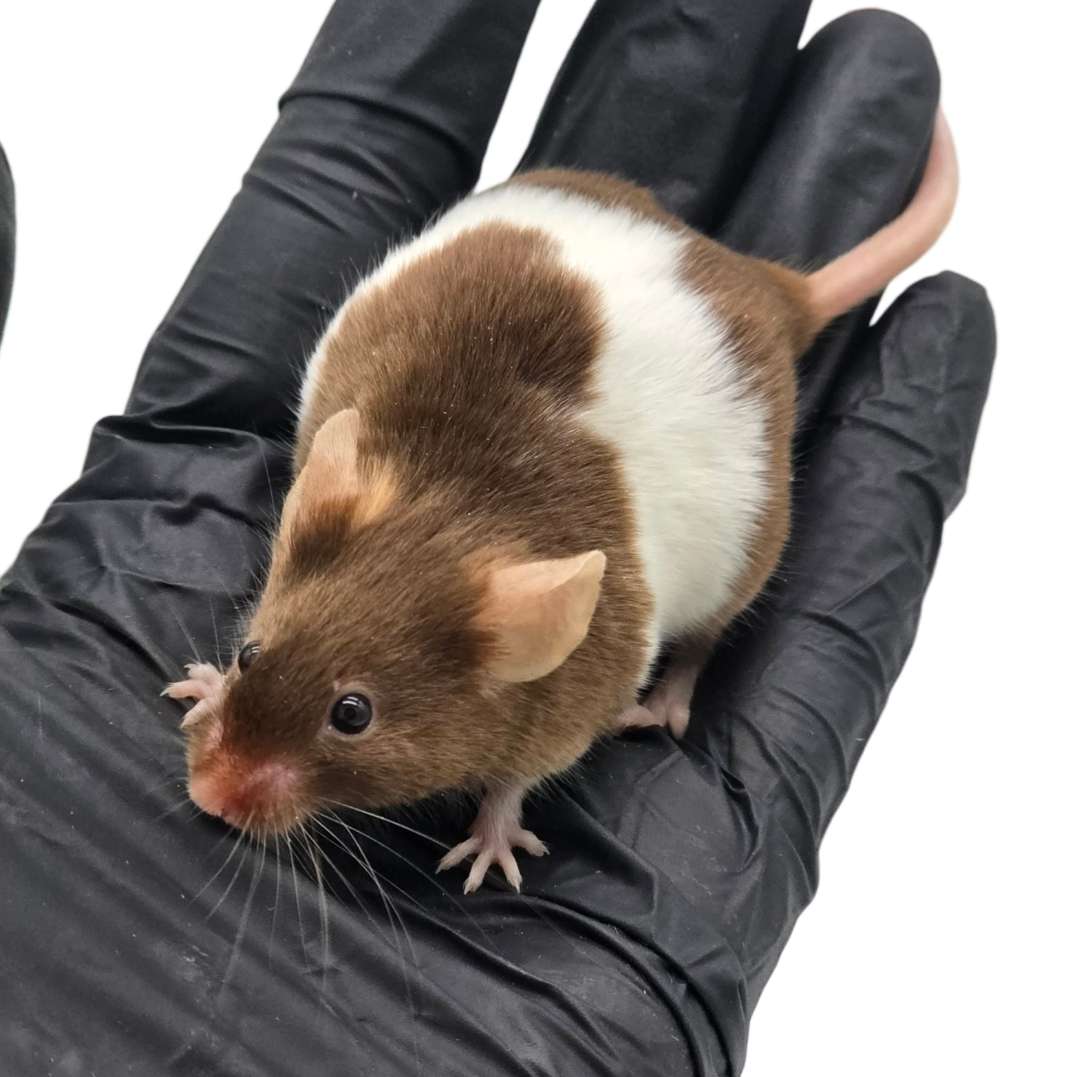 Satin Chocolate Pied