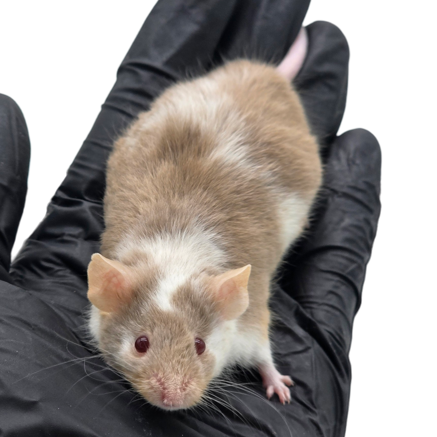 Lilac Pied Longhair Fox