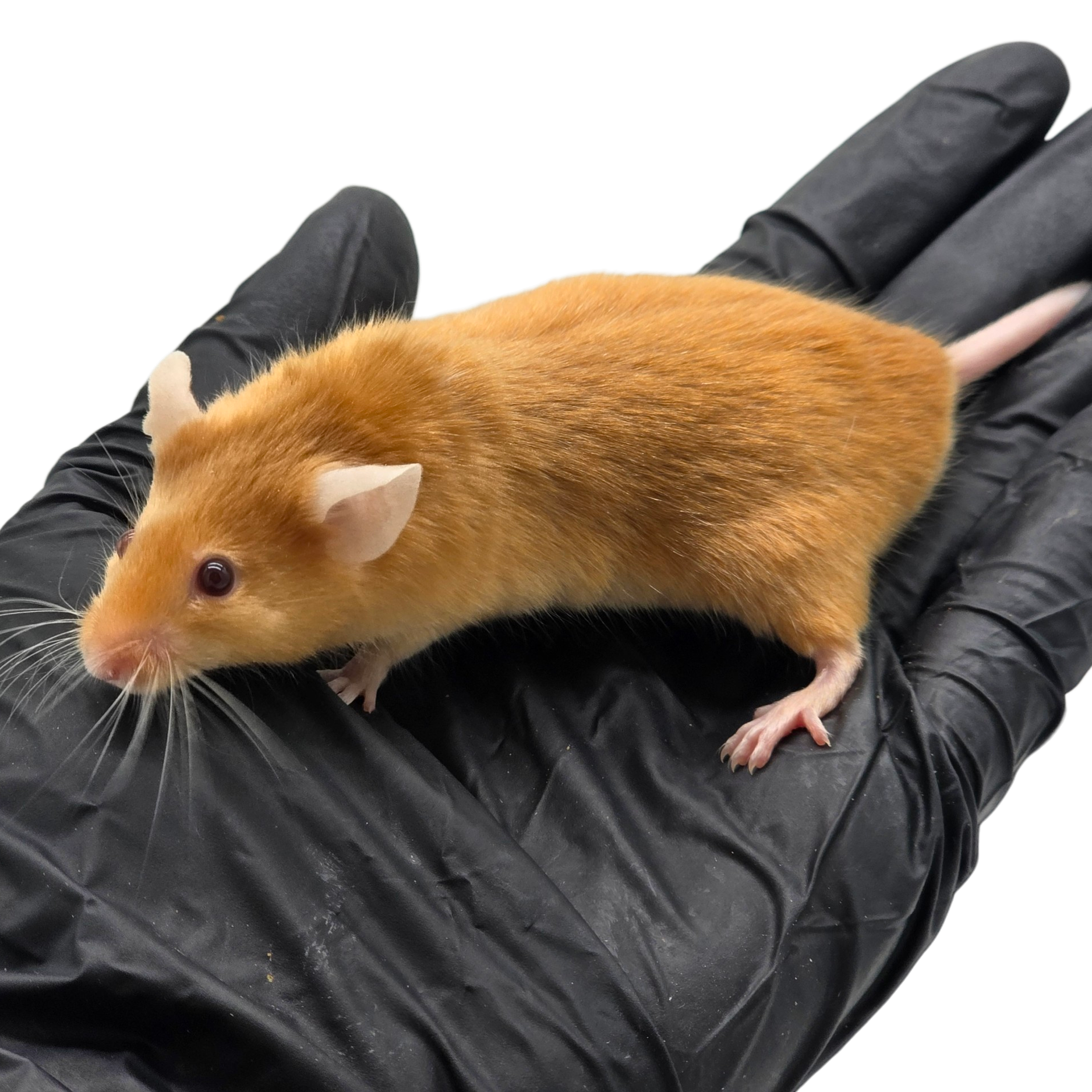 Satin Fawn (Red Eyed)