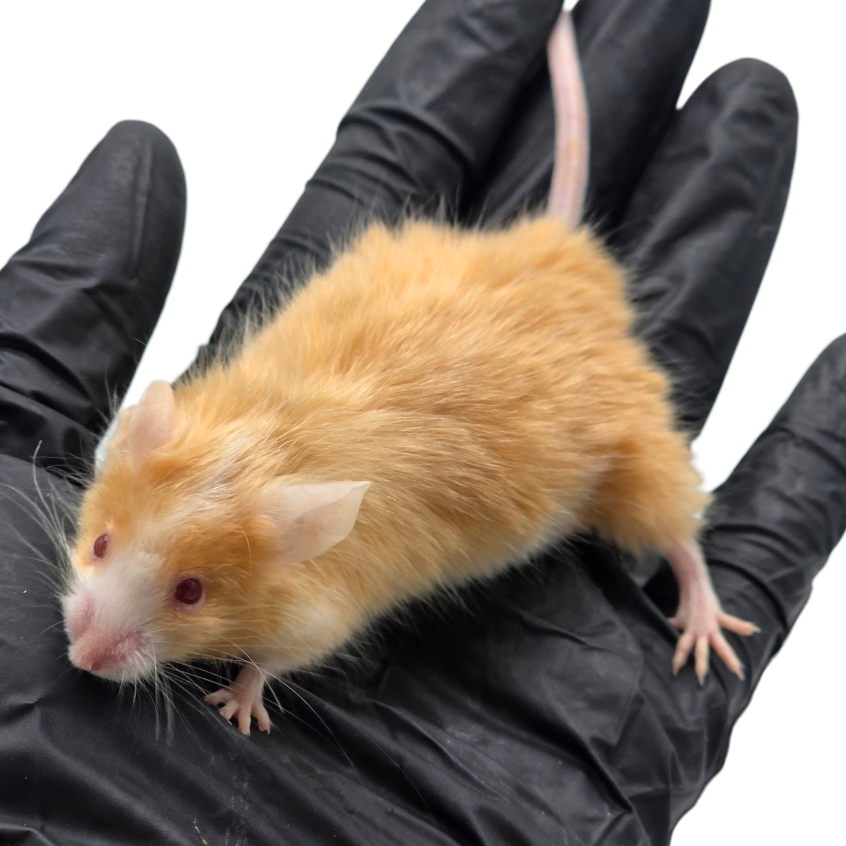 Satin Blaze Fawn Longhair (Red Eyed)