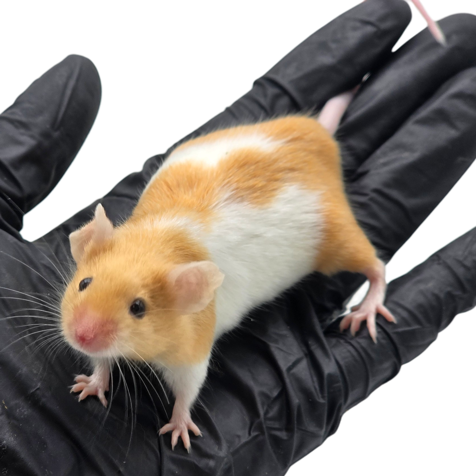 Pied Black-Eyed Fawn