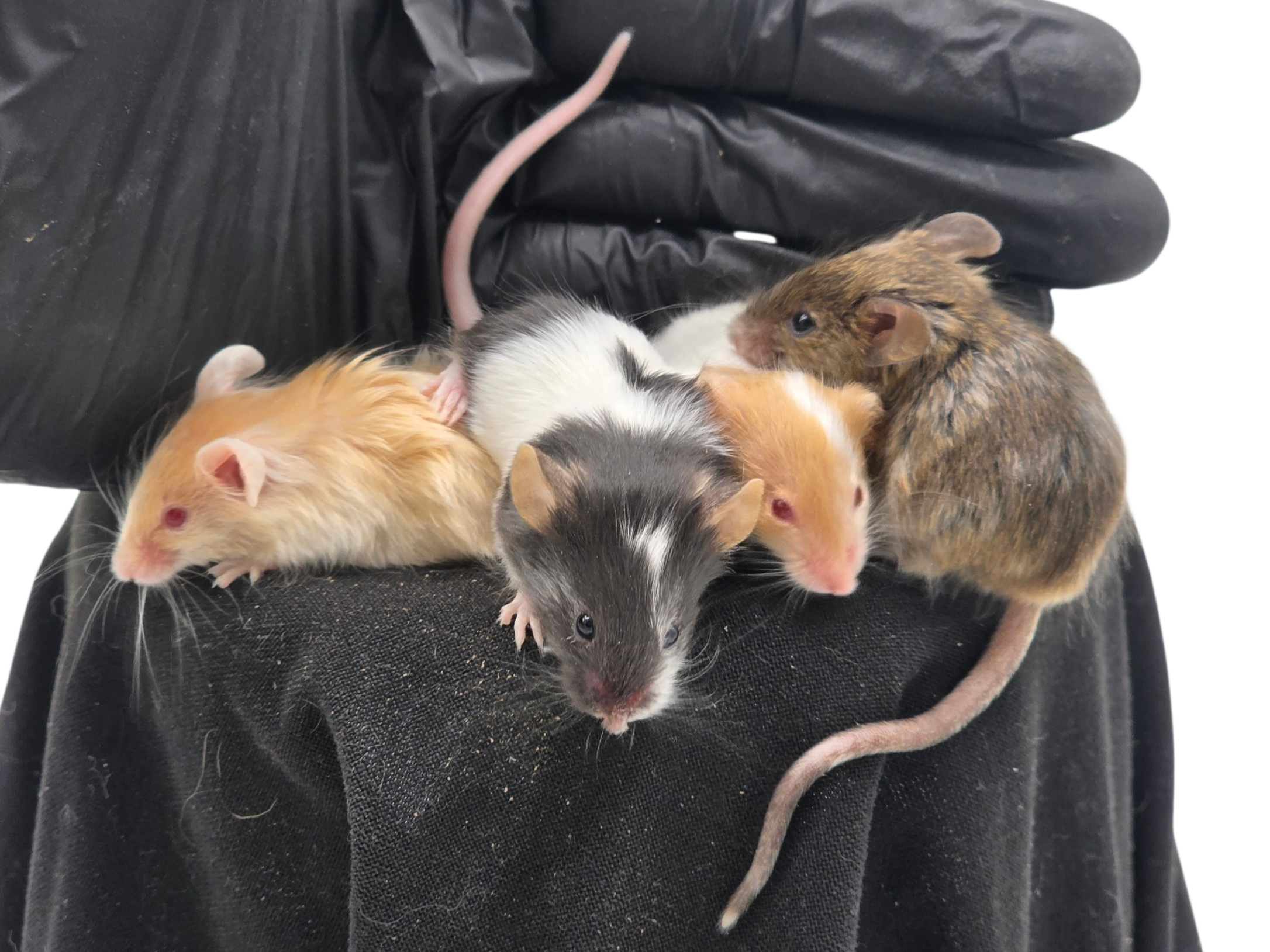 Fawn Longhair (First), Pied Black Longhair (Second), Fawn Pied (Third), Agouti Longhair (Fourth)