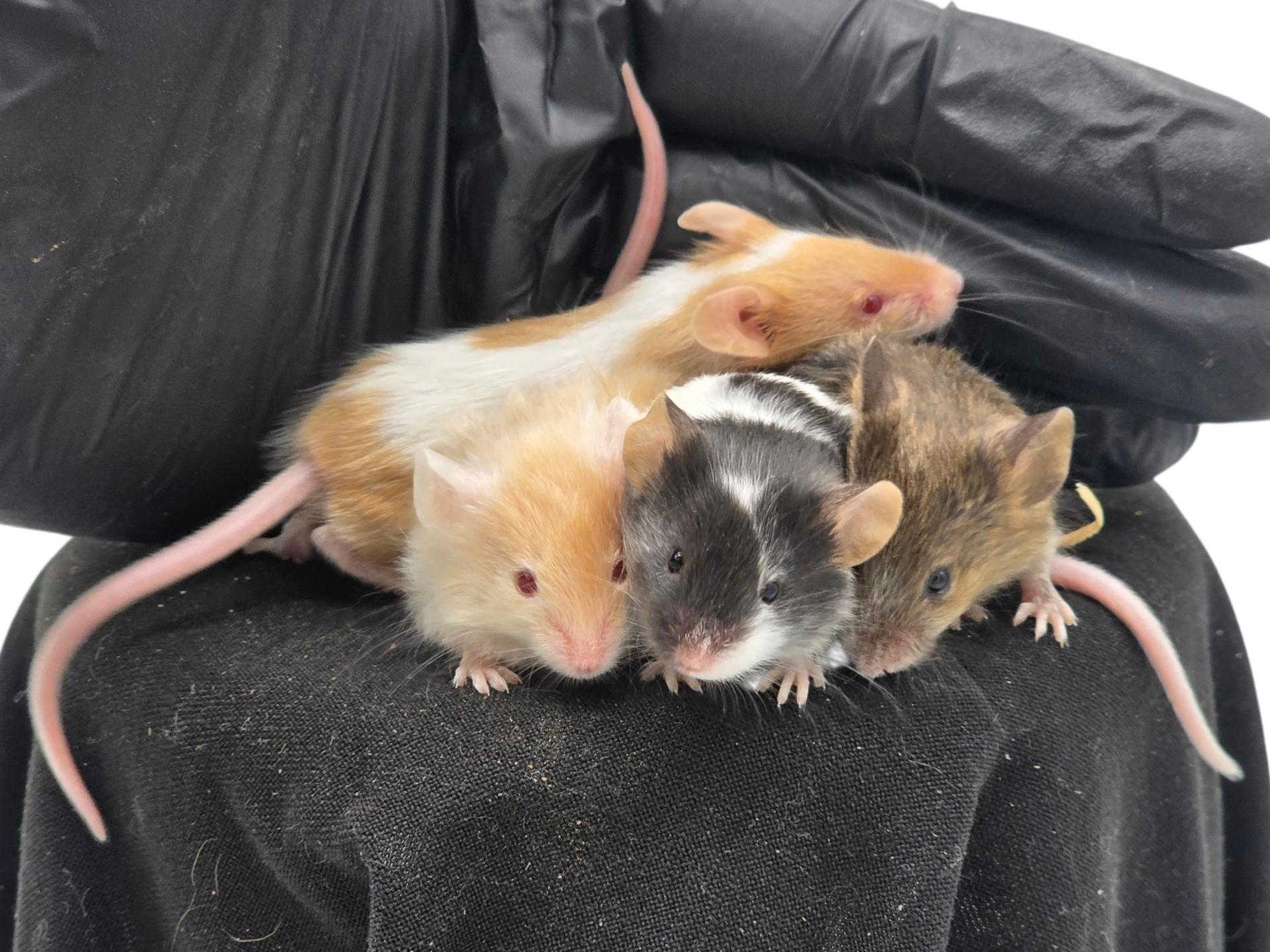 Fawn Pied (Back), Fawn Longhair (Left), Black Pied (Middle), Agouti Longhair (Right)
