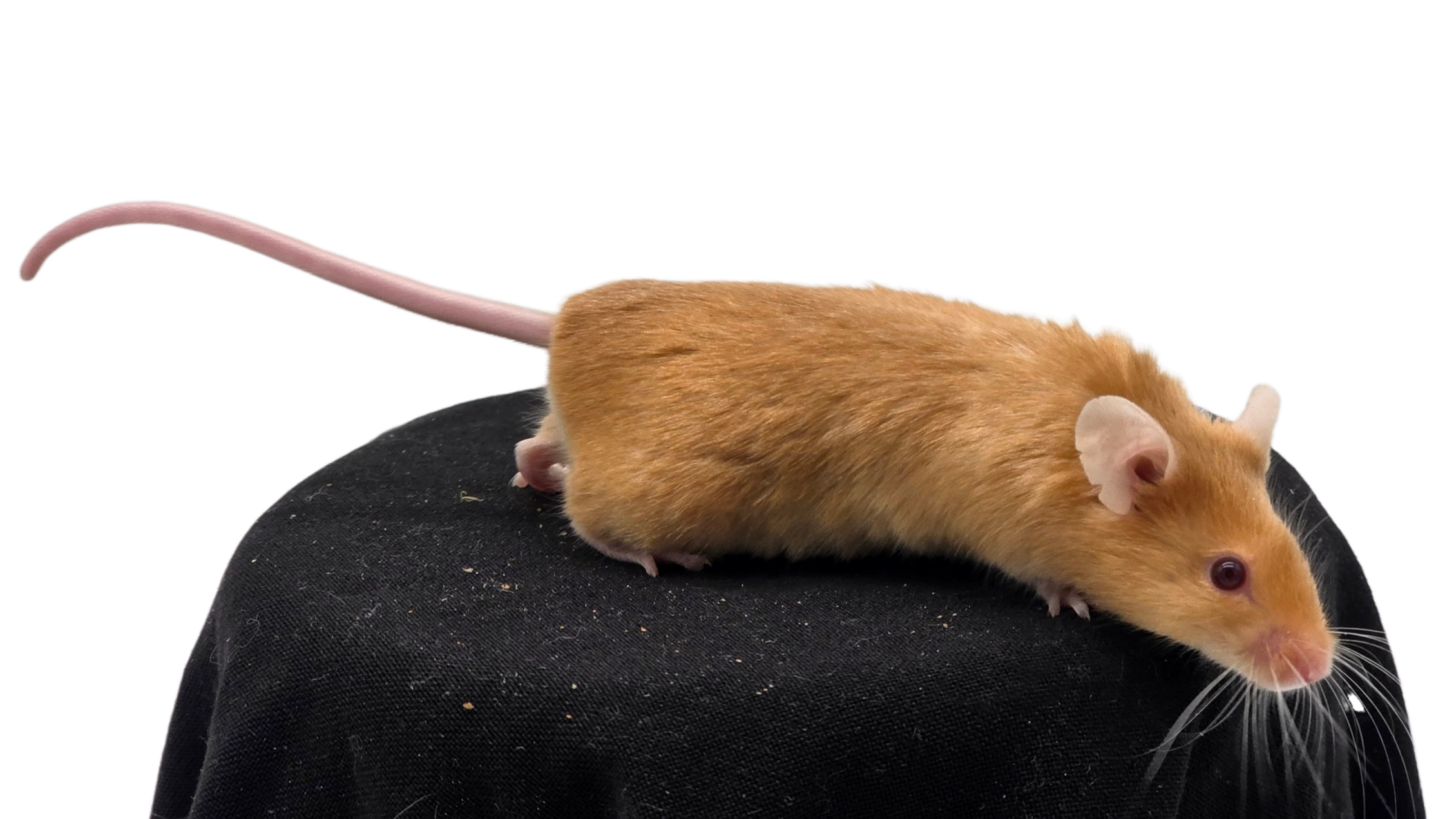 Satin Fawn (Red Eyed)