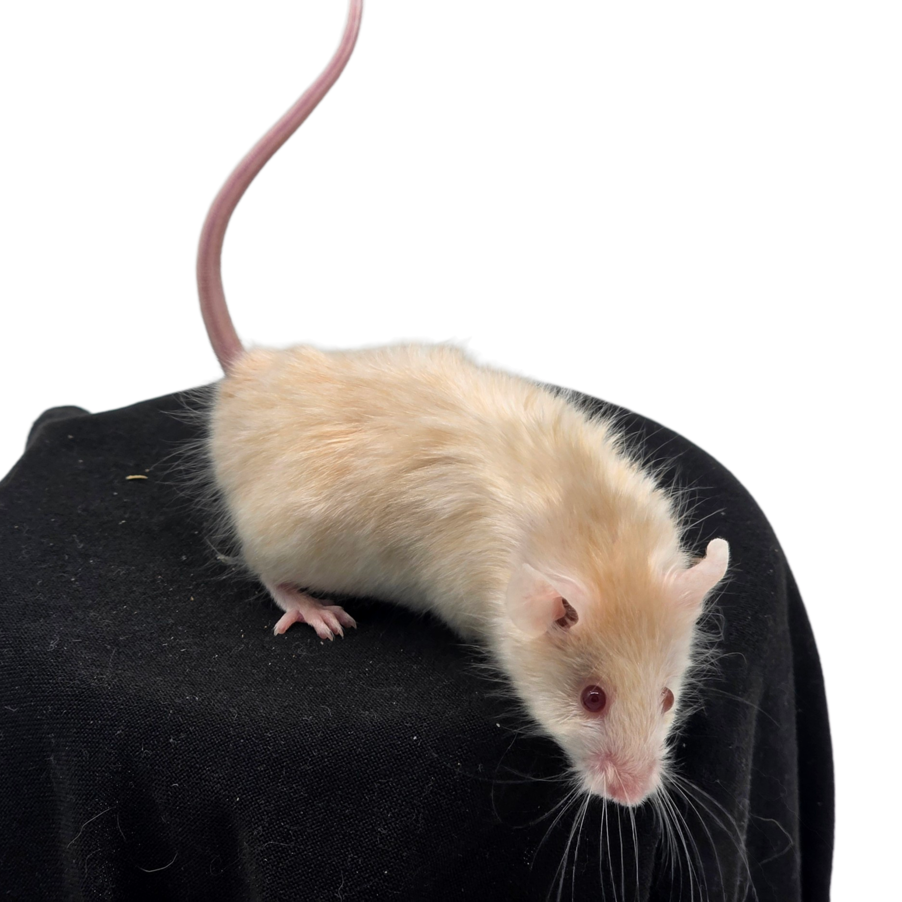 Satin Longhair Pied Champagne