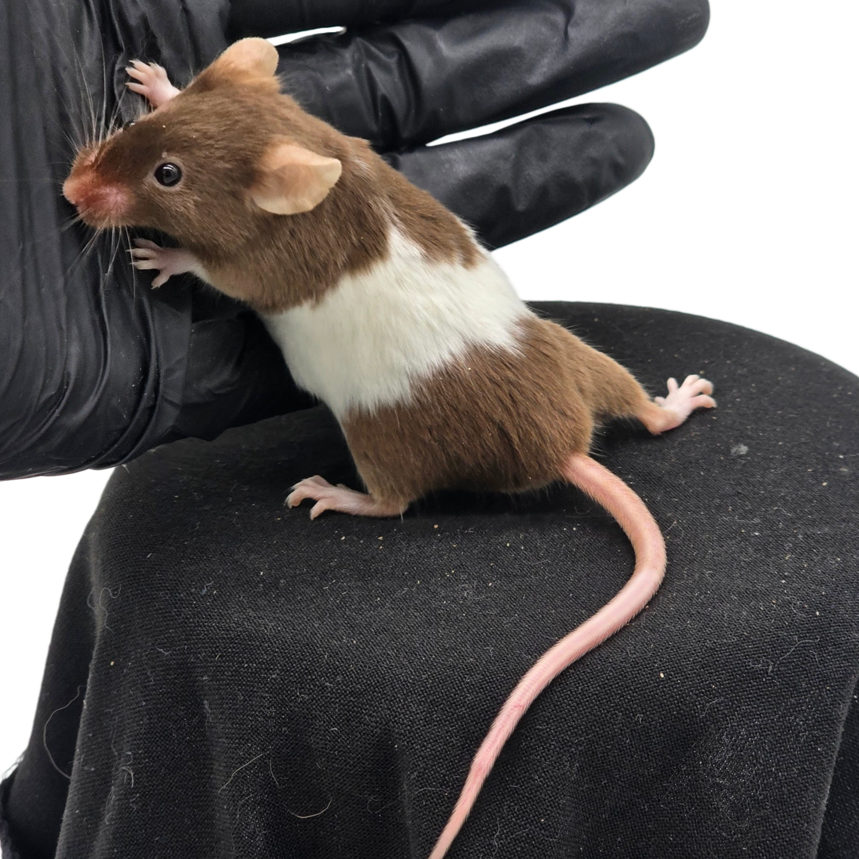 Satin Chocolate Pied