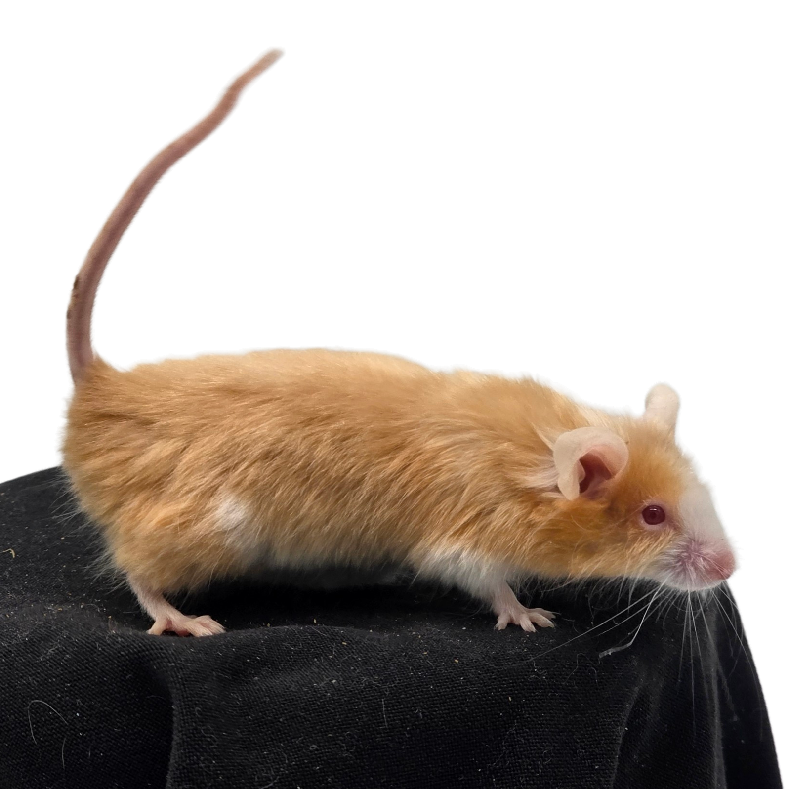 Satin Blaze Fawn Longhair (Red Eyed)