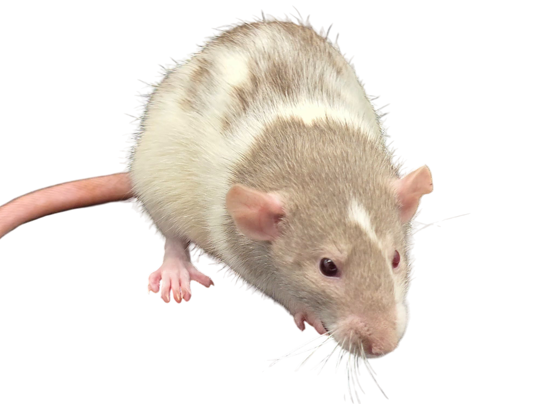 Standard Coated Odd-Eyed Cinnamon