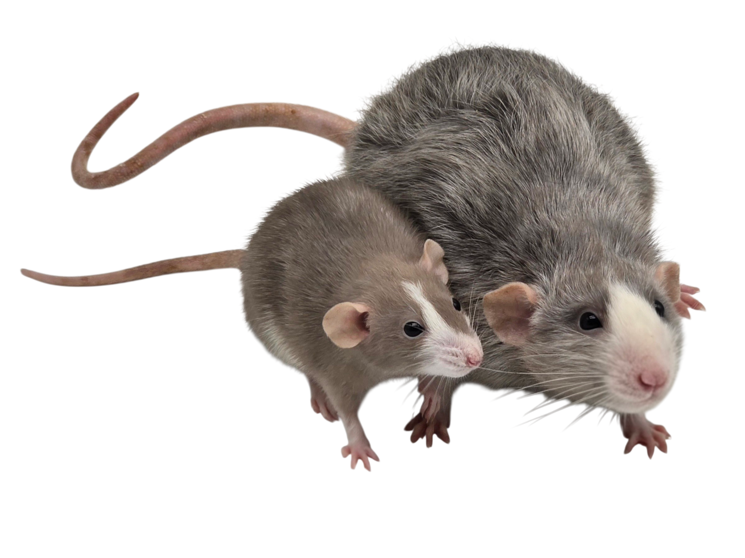 Adult Black Silvermane standard size male (with adult Mink Blazed dwarf male)