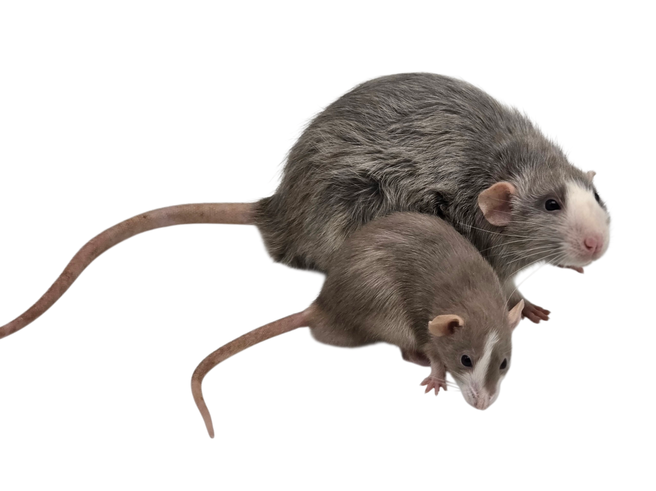 Adult Black Silvermane standard size male (with adult Mink Blazed dwarf male)