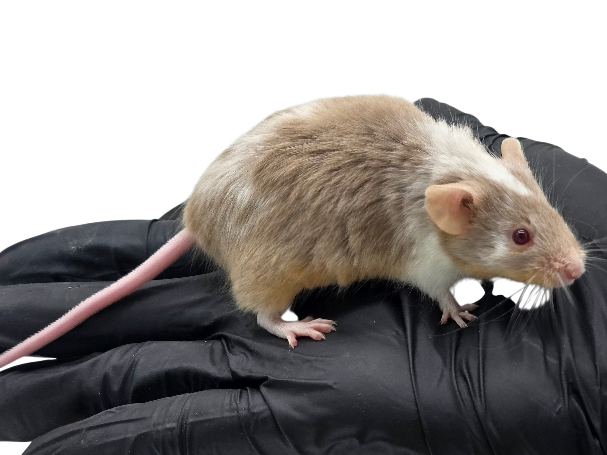 Lilac Pied Longhair Fox