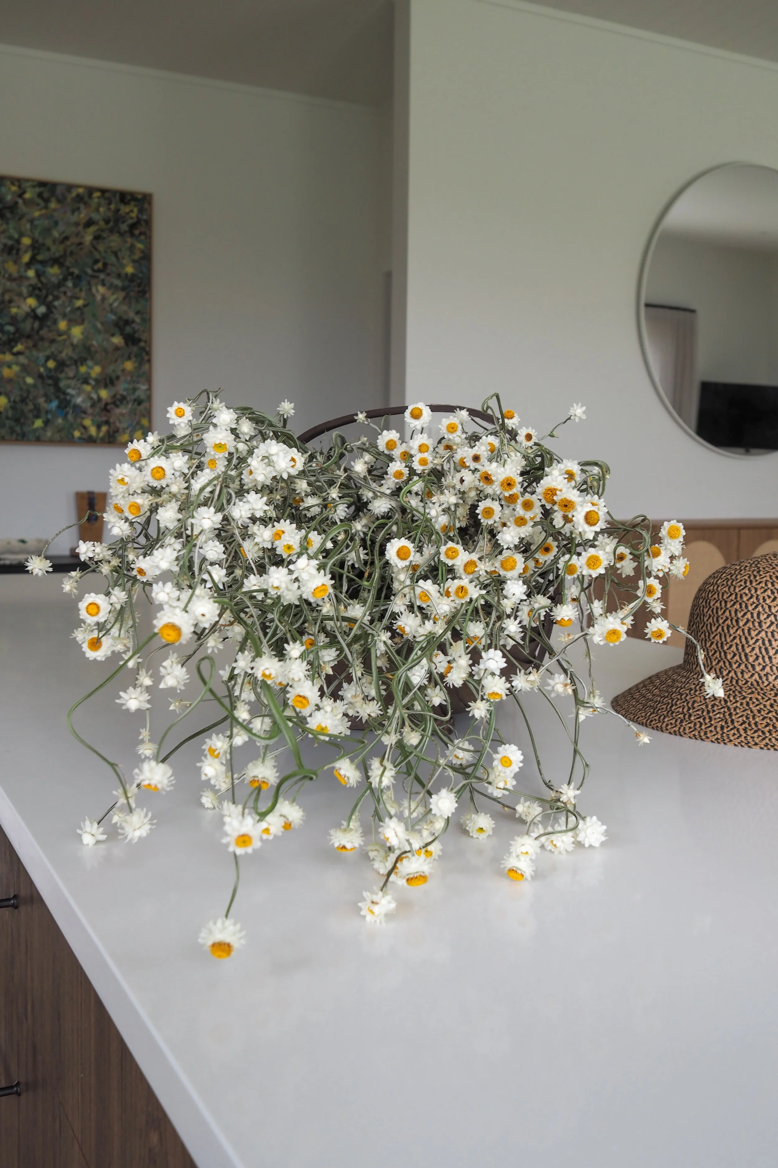 Dried Ammobium (SOLD OUT)