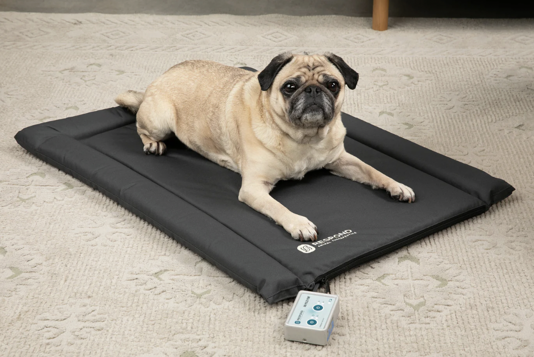 A small pug dog lying on a black memory foam dog bed on a beige carpeted floor with an electronic device nearby.