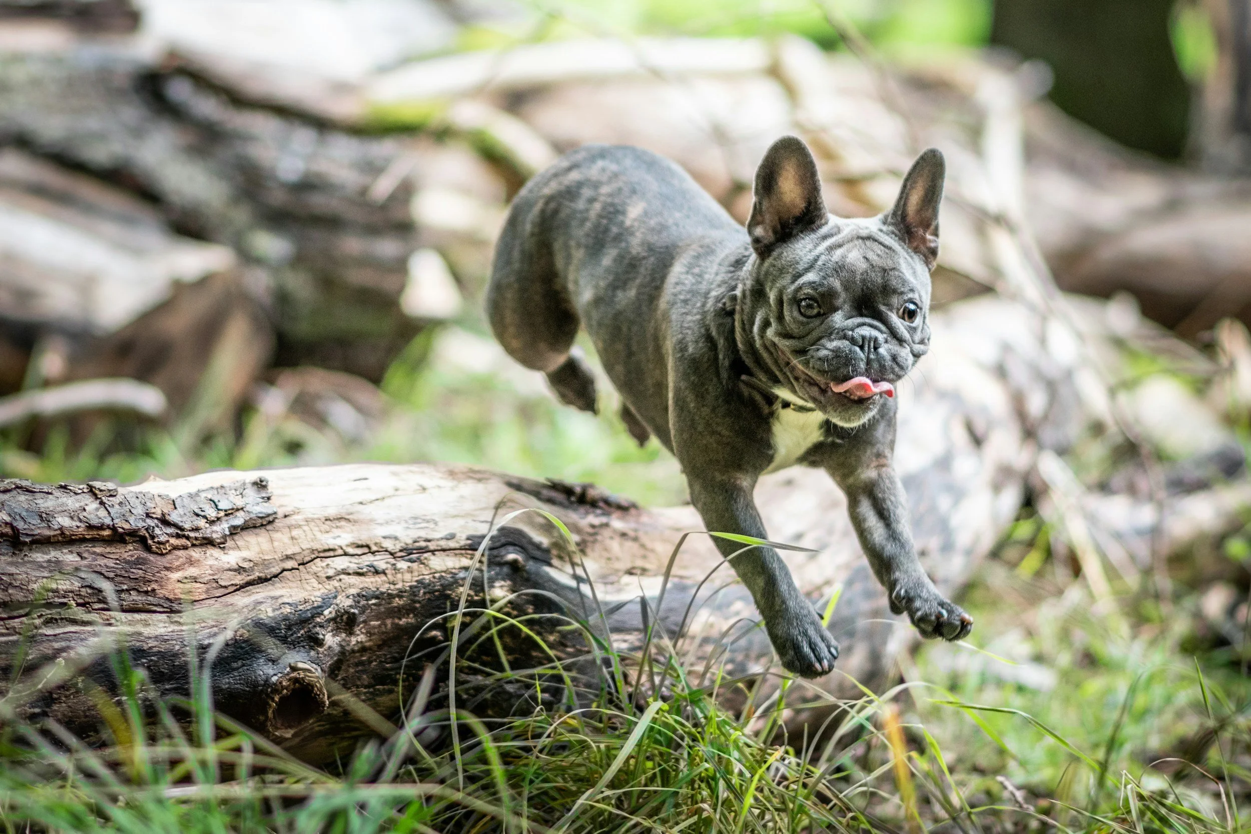 A French Bulldog running on a log in a forest with green grass and trees in the background.