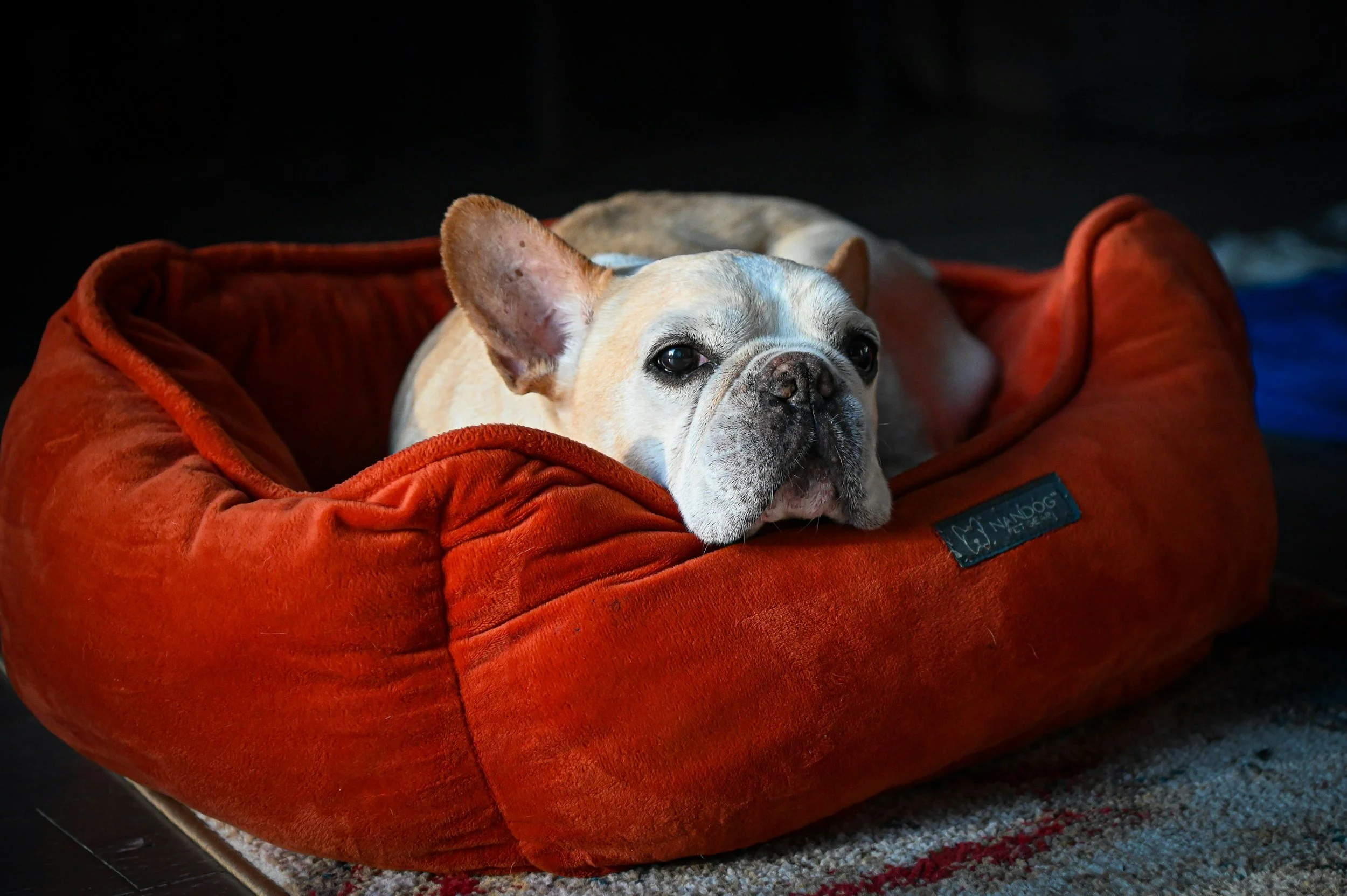 A French bulldog lying in a red plush dog bed, resting its head on the edge, indoors with a dark background.