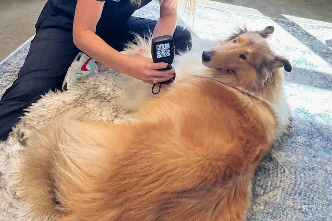 Shockwave for Pets