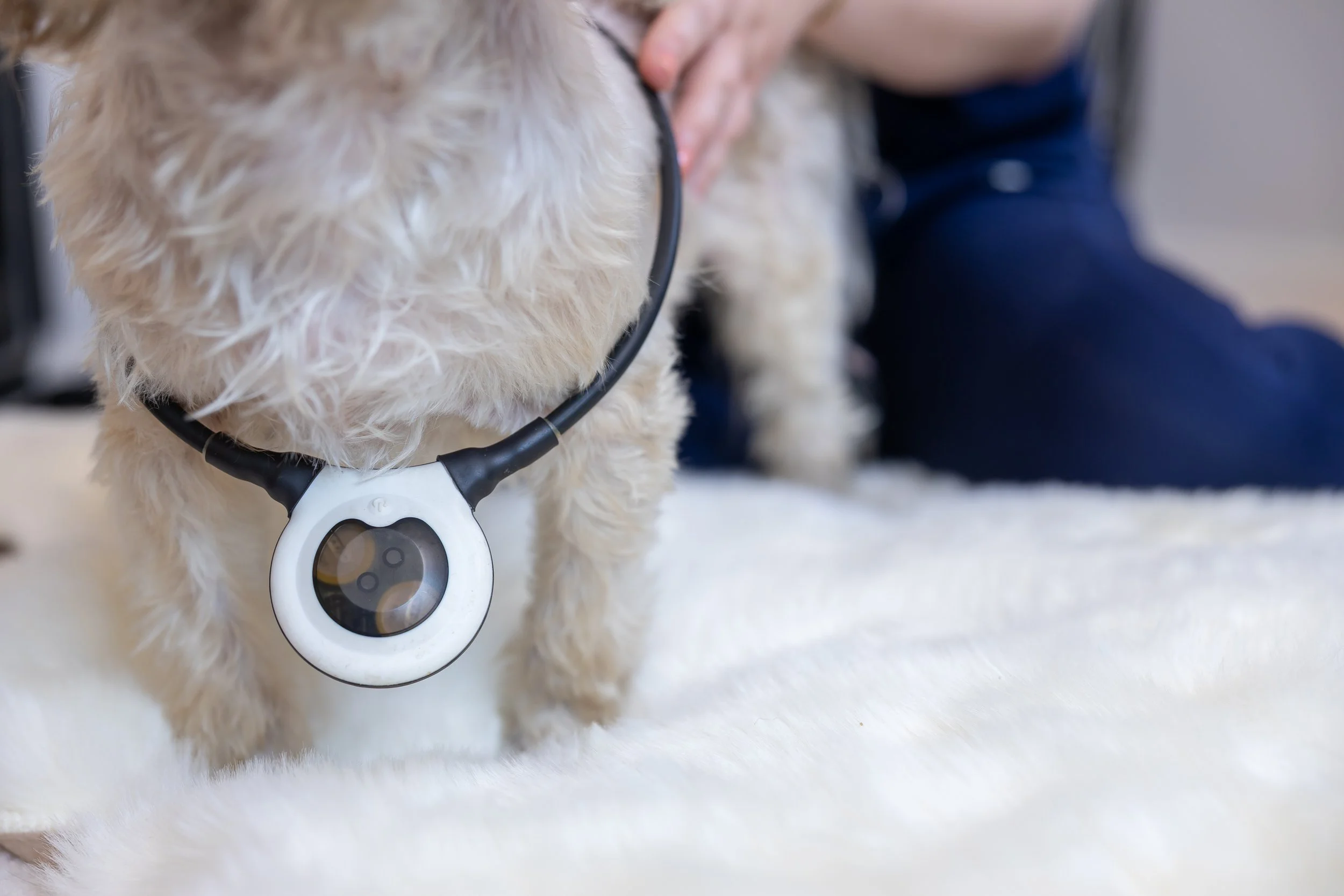 A small, fluffy white dog wearing a black collar with a round white device hanging from it, Assisi Loop PEMF therapy, on a white surface with a person in blue jeans in the background.