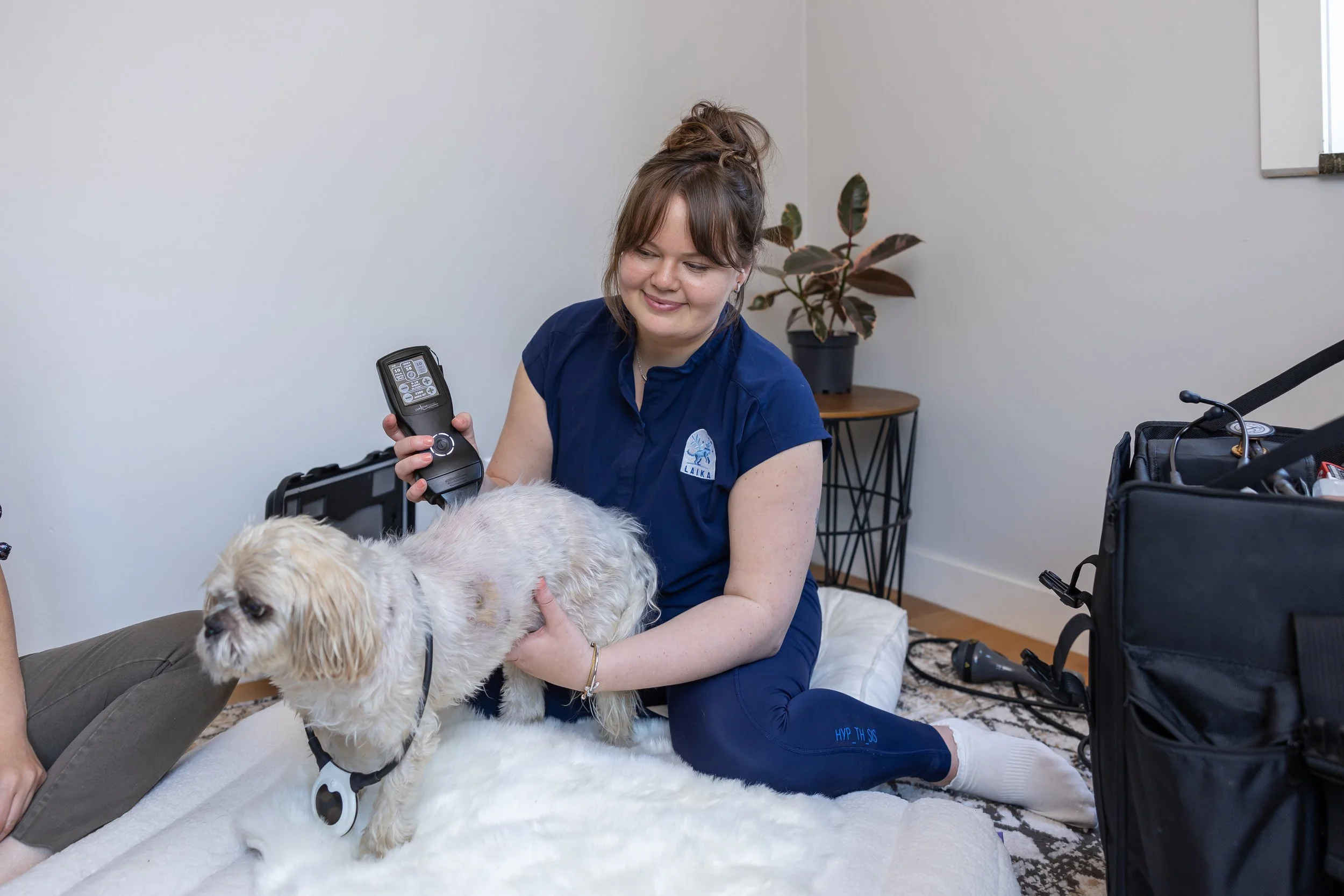 A woman with brown hair in a messy bun, wearing a blue shirt with a logo, is sitting on the floor and holding a small, tan and white dog. The woman is smiling and looking at the dog, which is standing on a fluffy white rug. There is a black medical device or tool in the woman's left hand. In the background, there is a potted plant with green and reddish leaves on a wooden table, and a white wall with a whiteboard in the upper right corner.