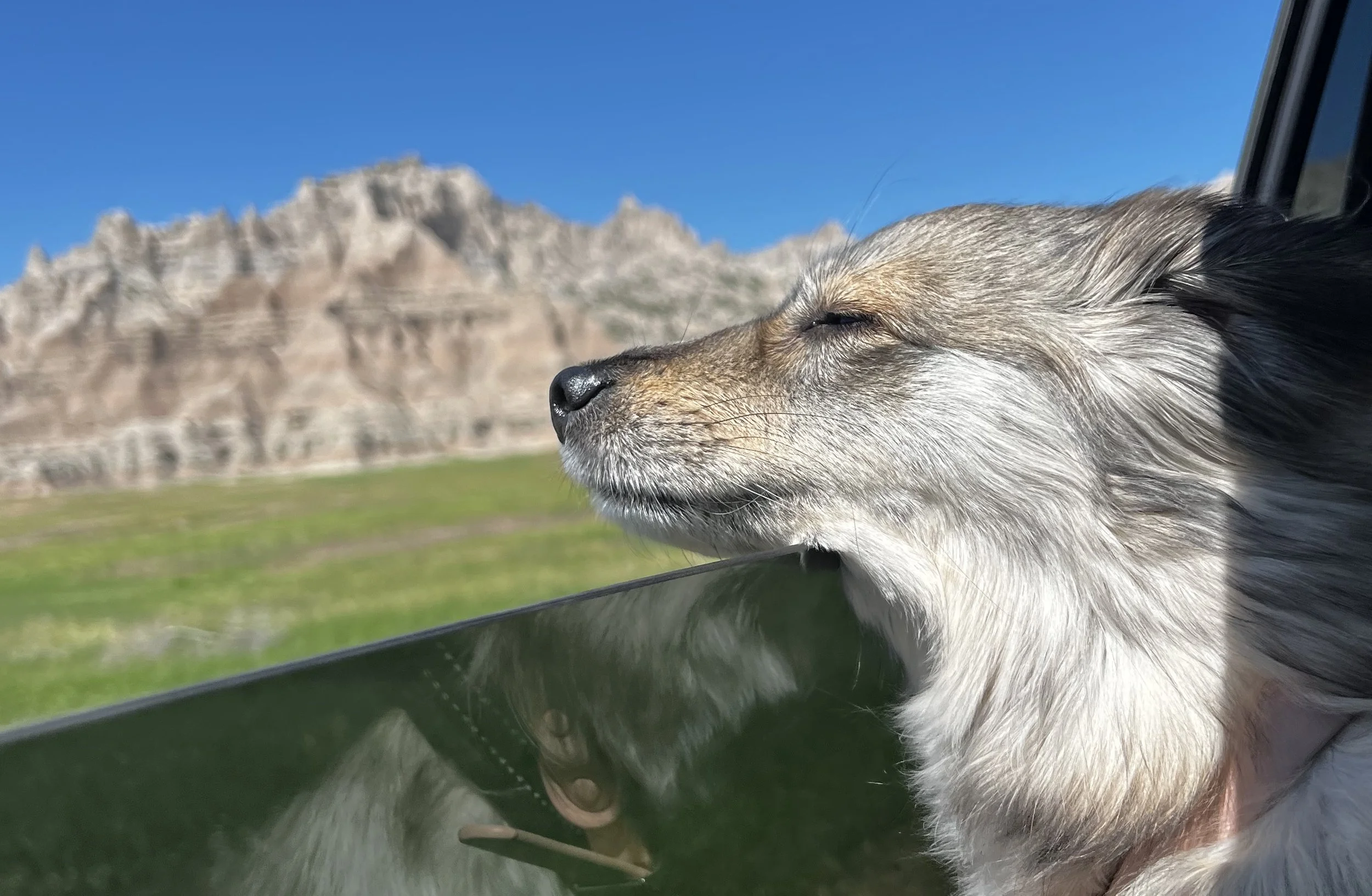 Acupuncture Vet Services Acupuncture Mobile Services Laikavet.care