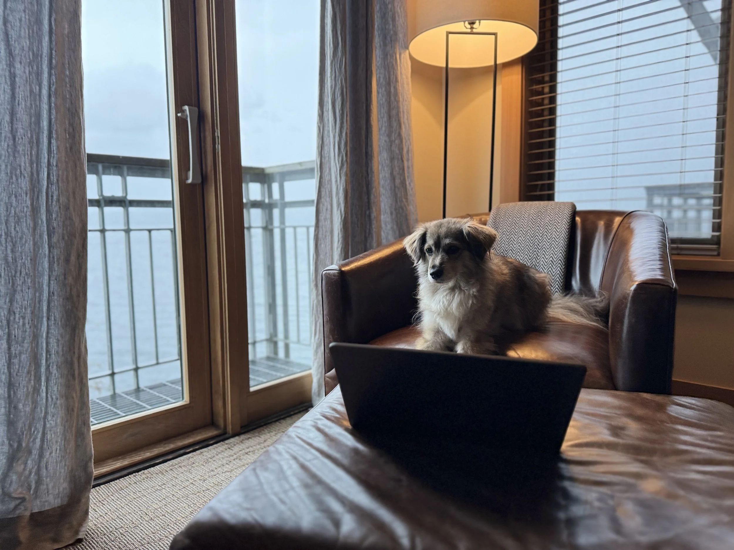 Dog sitting in chair looking at a laptop computer