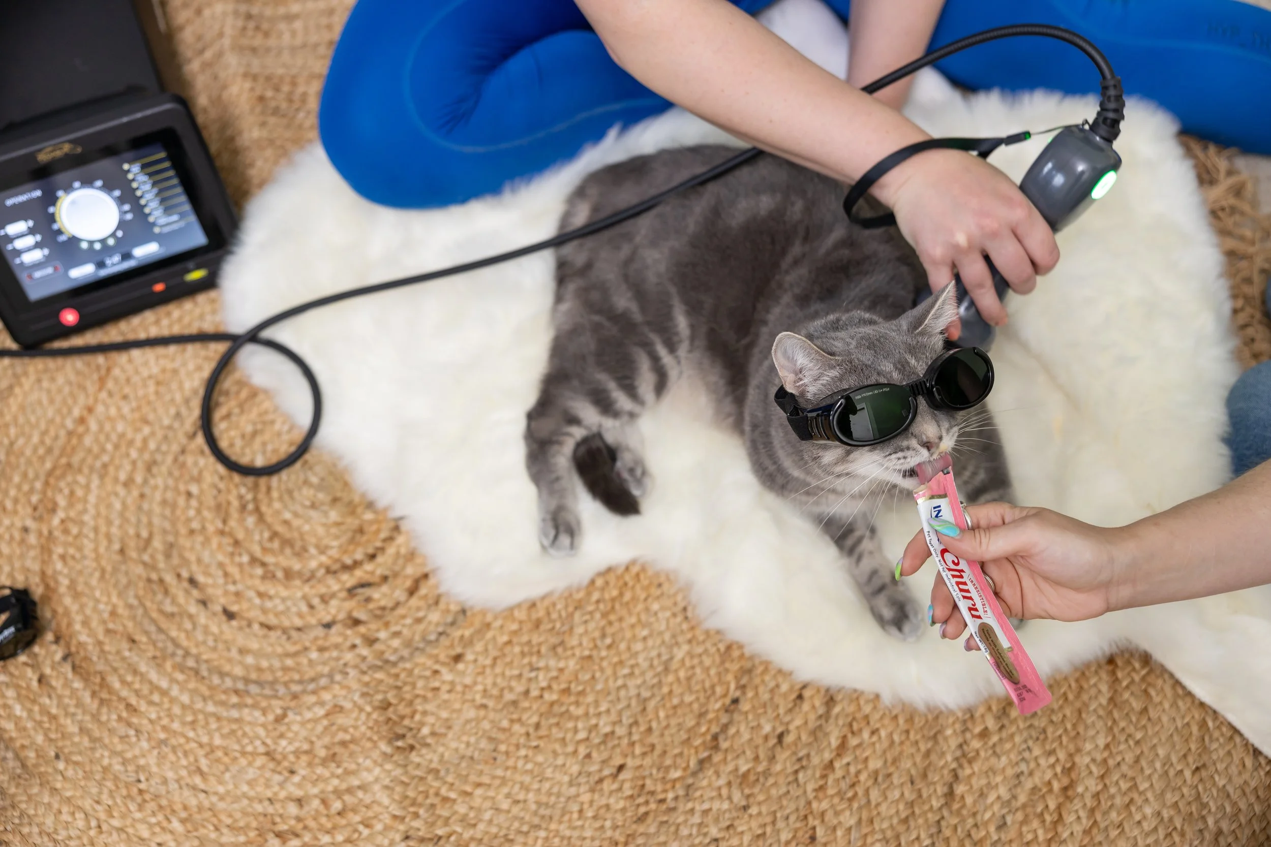 A gray tabby cat with goggles lying on a white fluffy rug while receiving veterinary care. Someone is holding the cat's paw, and a laser device is positioned over the cat's body.