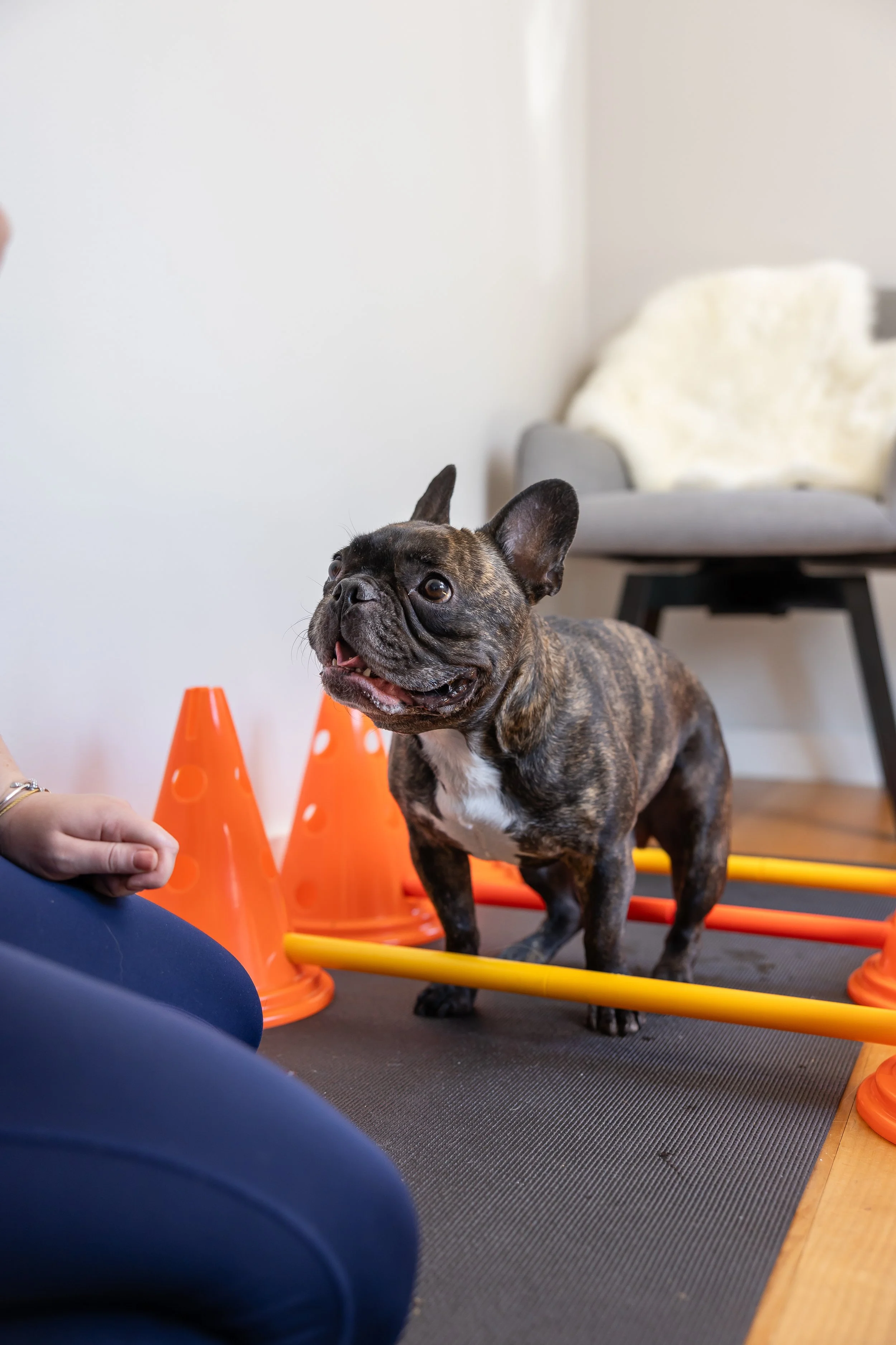 A brindle French Bulldog puppy standing on a black exercise mat surrounded by orange traffic cones and yellow bars, with a white plush blanket on a gray chair in the background.