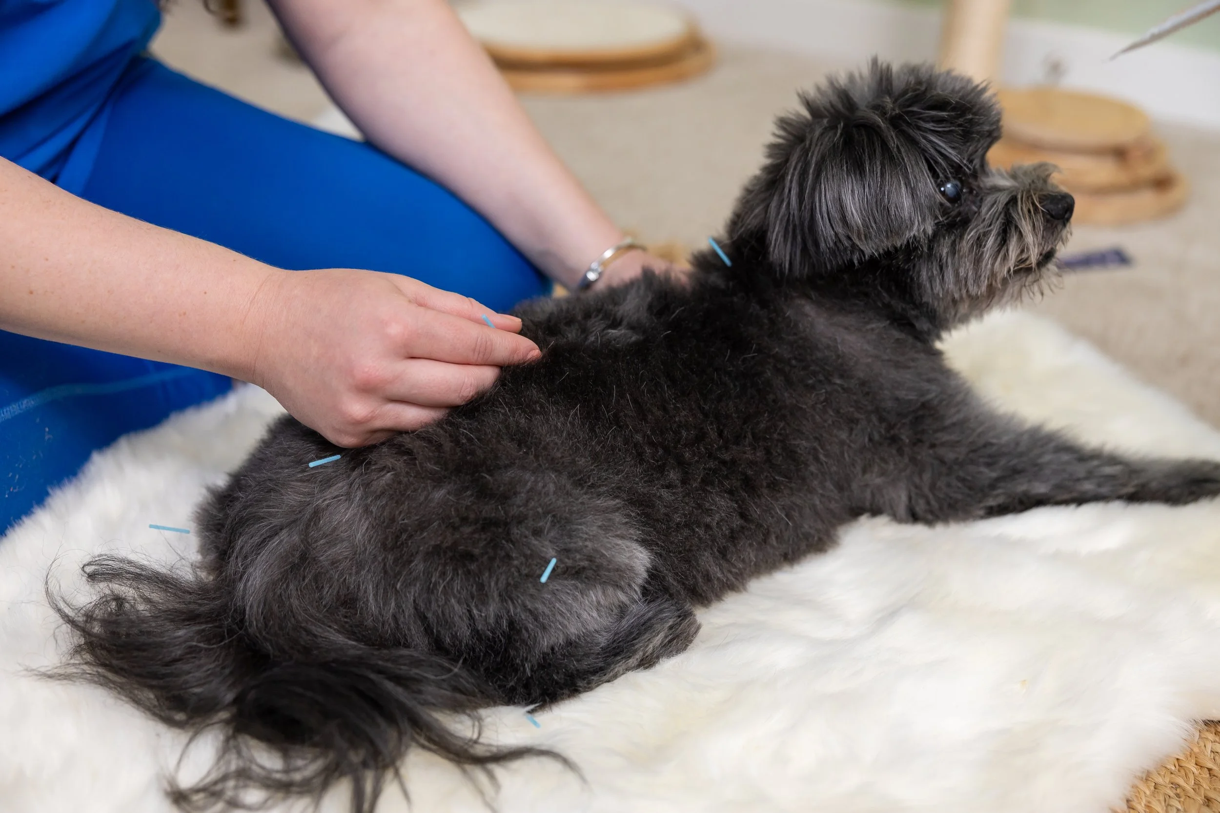 A small black dog with curly fur and a blue collar lying on a soft white surface receiving a massage or acupuncture from a vet wearing blue clothing.