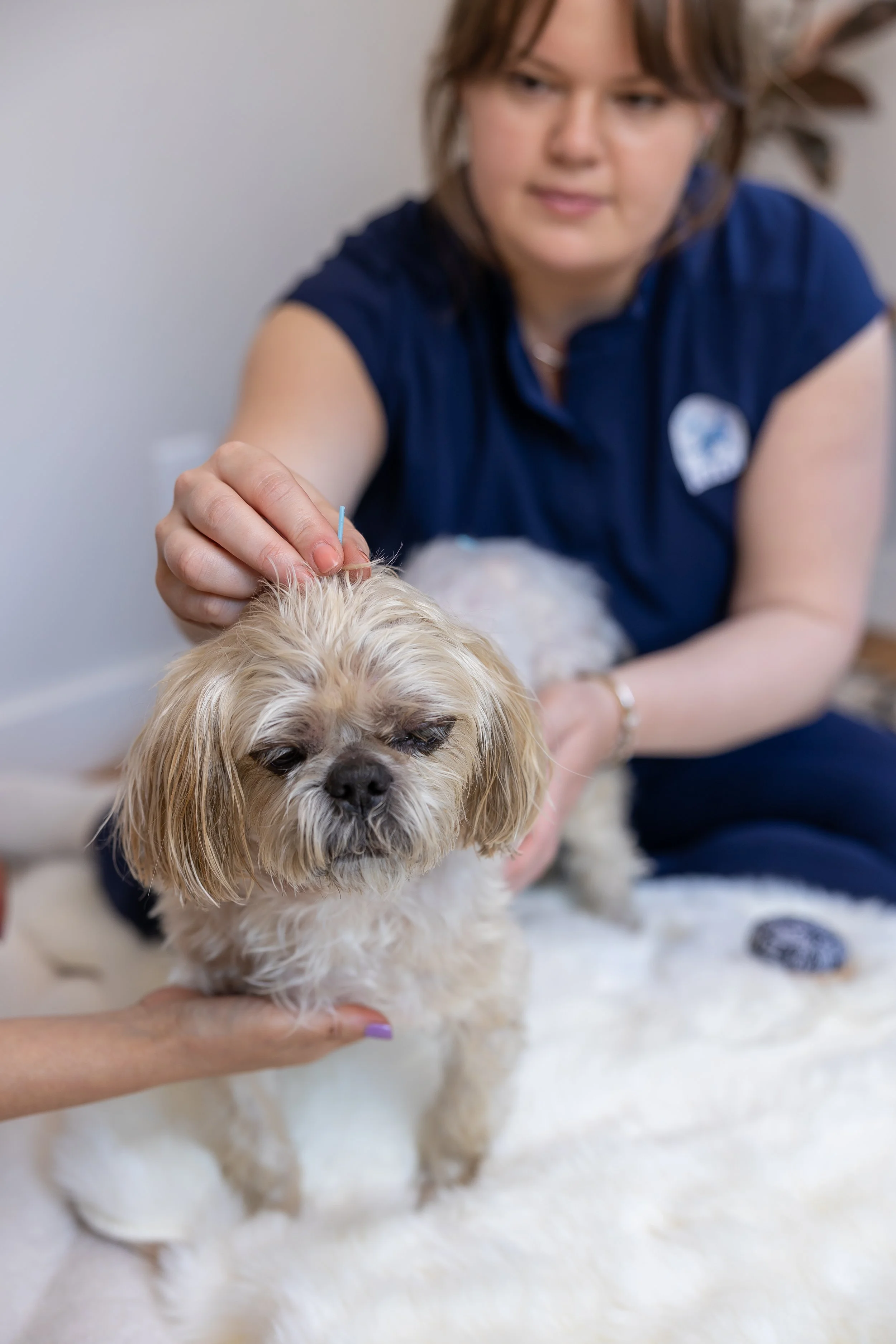 A vet doing in-home acupuncture on small light brown and white dog with long fur and droopy ears, while a person with purple nail polish supports the dog from below. The woman is wearing a blue shirt.