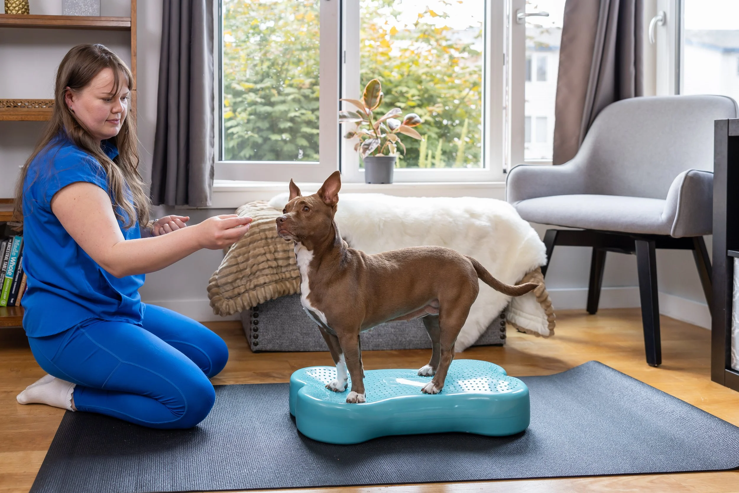 A woman in blue scrubs kneels on a black exercise mat, holding a treat, as a brown dog with white paws stands on a blue balance platform, indoors near large windows with gray curtains. There is a houseplant, a cream-colored chair, and a bookshelf in the background.