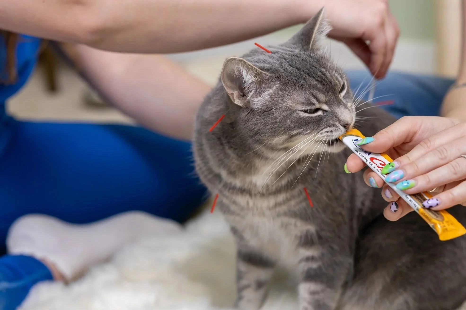 A veterinarian administering acupuncture to a gray cat with a syringe, while the cat appears calm. The image shows a veterinary or pet care setting.