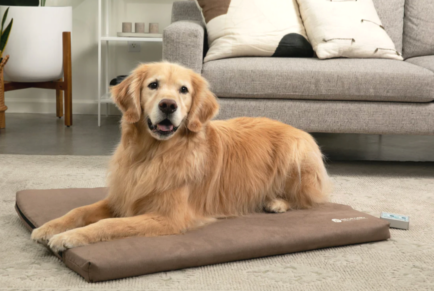 Golden retriever dog lying on a brown PEMF therapy cushion in a living room.