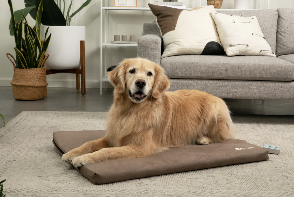 A golden retriever dog lying on a brown cushion in a living room, with a gray sofa, a white shelf, and a large potted plant in the background.