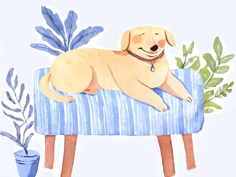 Vet Acupuncture Near me LAIKA Laikavet.care