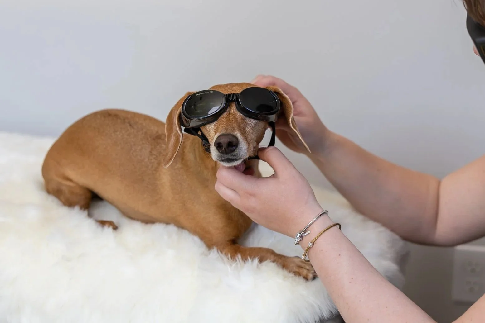 A small brown dog lying on a white fluffy surface wearing black goggles for laser therapy, with a person adjusting the sunglasses' strap.