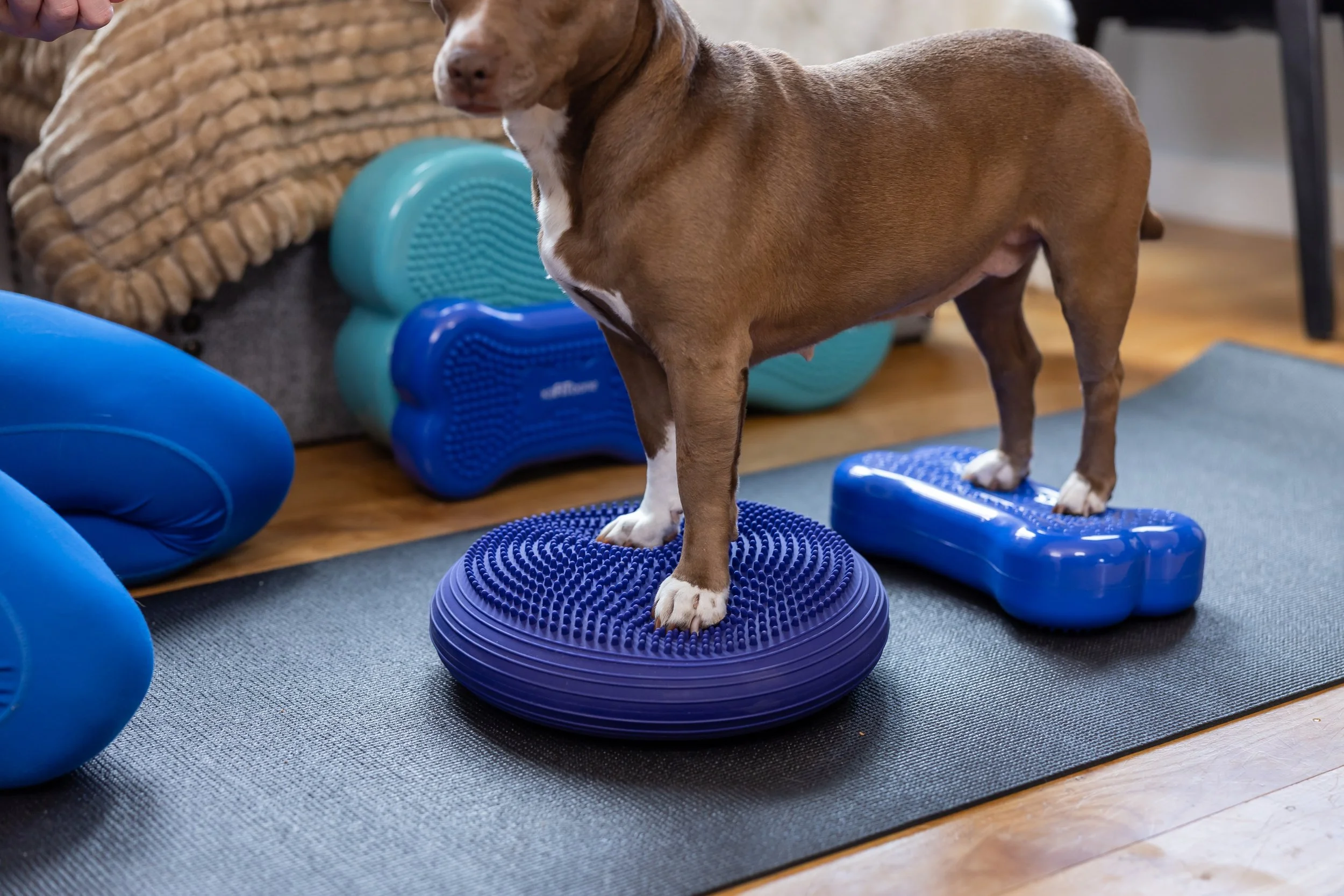 Small brown and white dog standing on a purple balance disk in a room with exercise equipment and a woven basket.