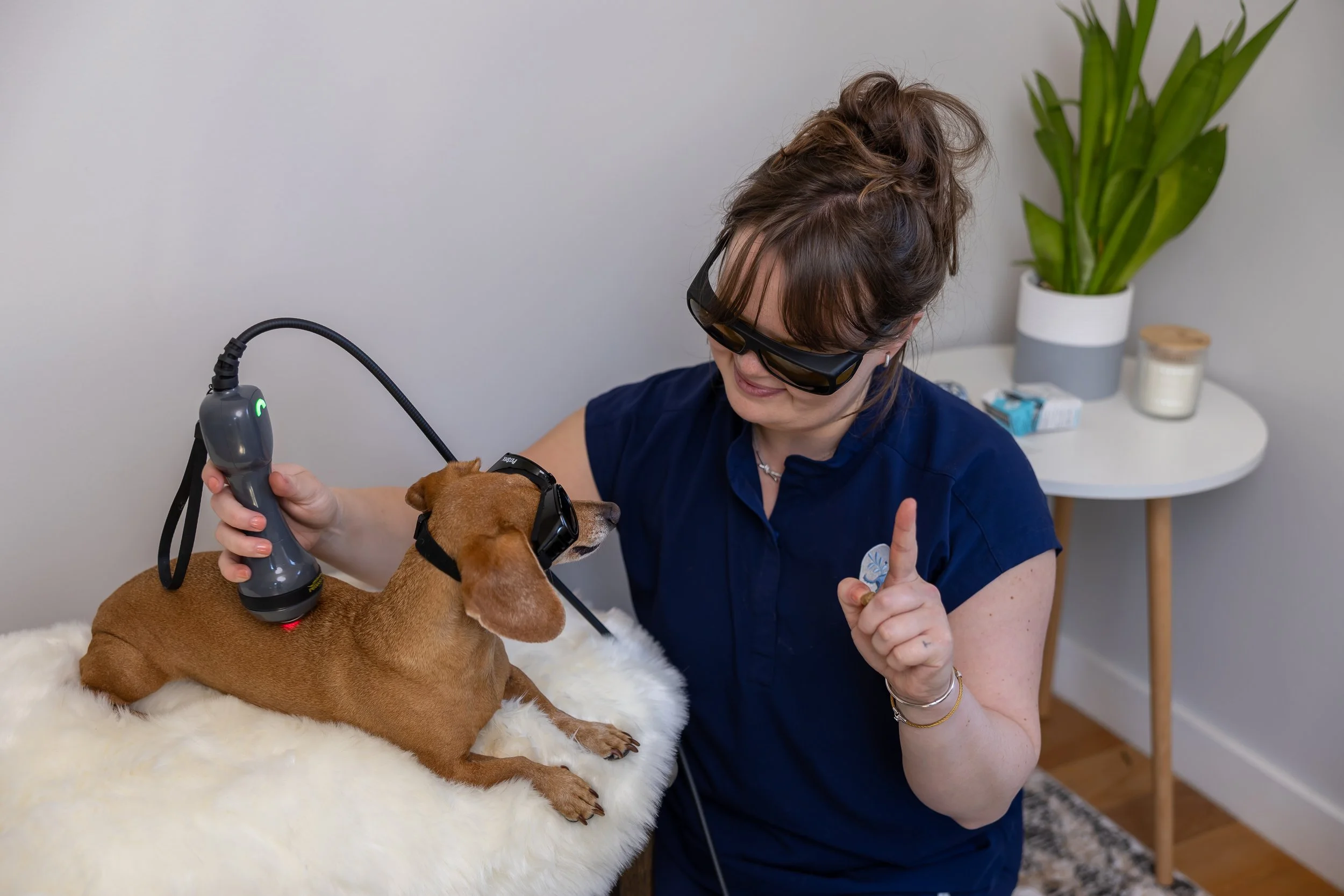 A vet wearing protective eyewear and dark blue shirt is examining a brown and white dog while holding a laser therapy device on the dog's back. The dog is lying on a fluffy white blanket on a table.