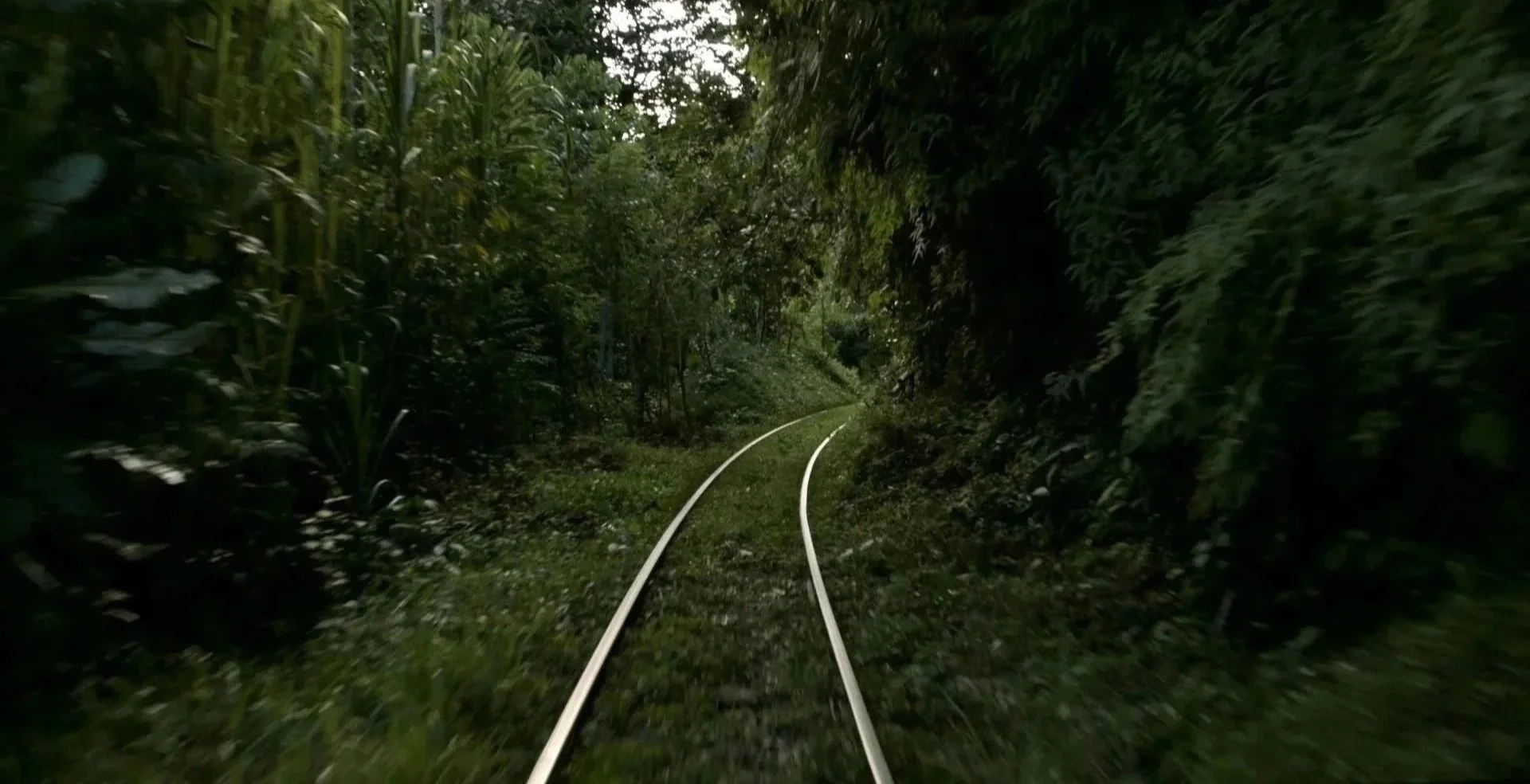 A narrow railway track running through a dense green forest with tall trees and lush foliage.