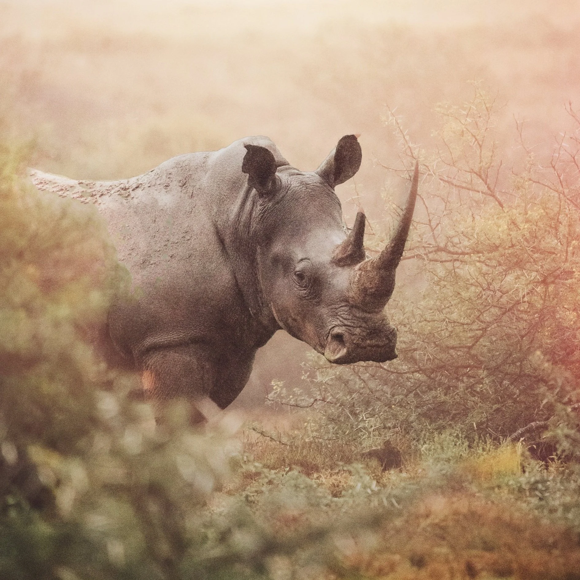 rhinfinal_VSCO.jpg