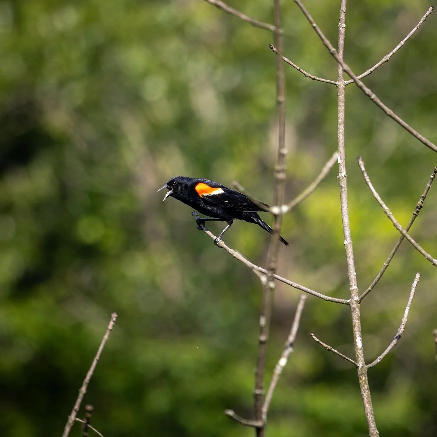 Orange feels like the color of summer today ๐ผ
#summervibes #birds #flower #nature #photography