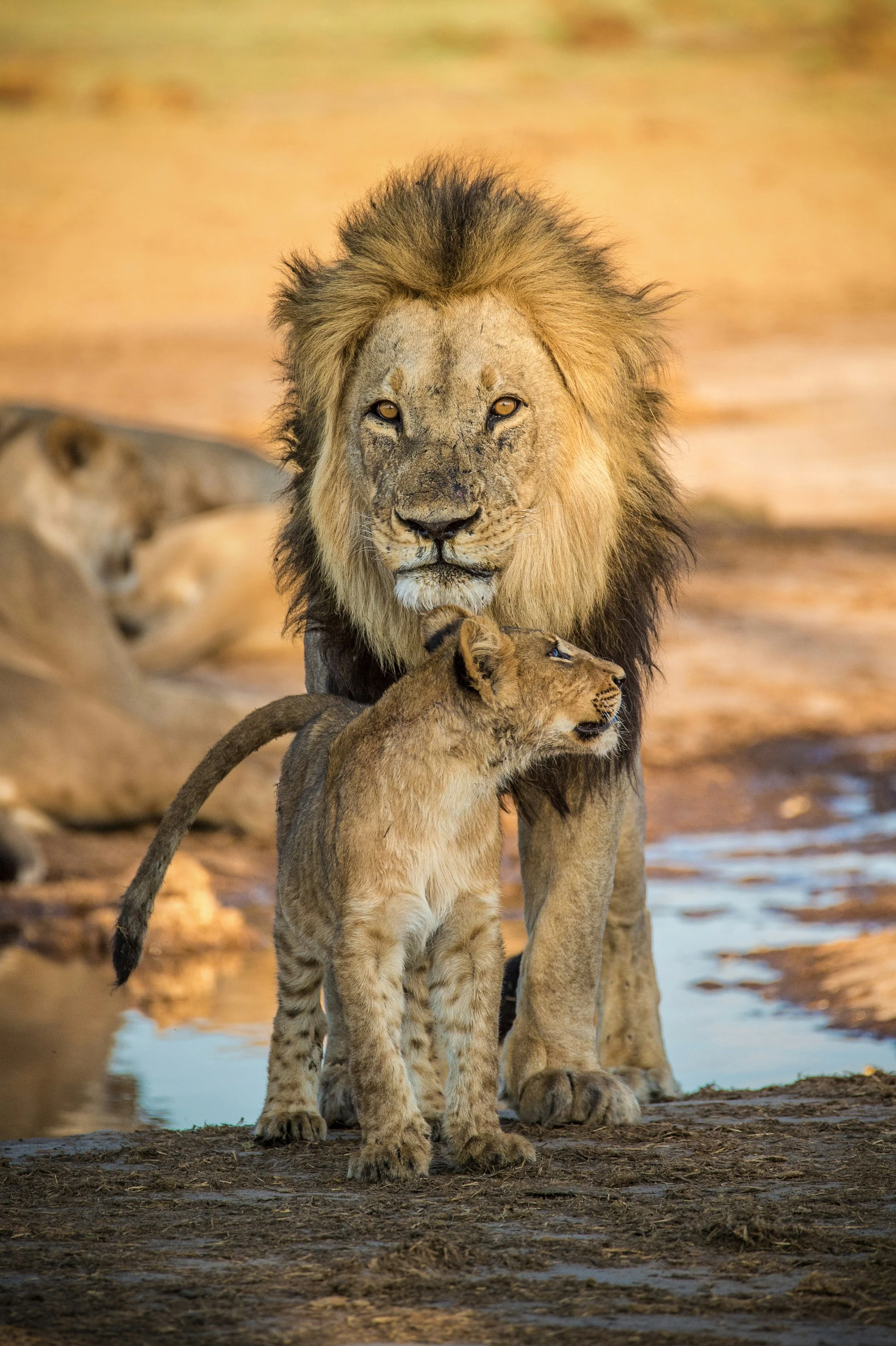 From Prince to King