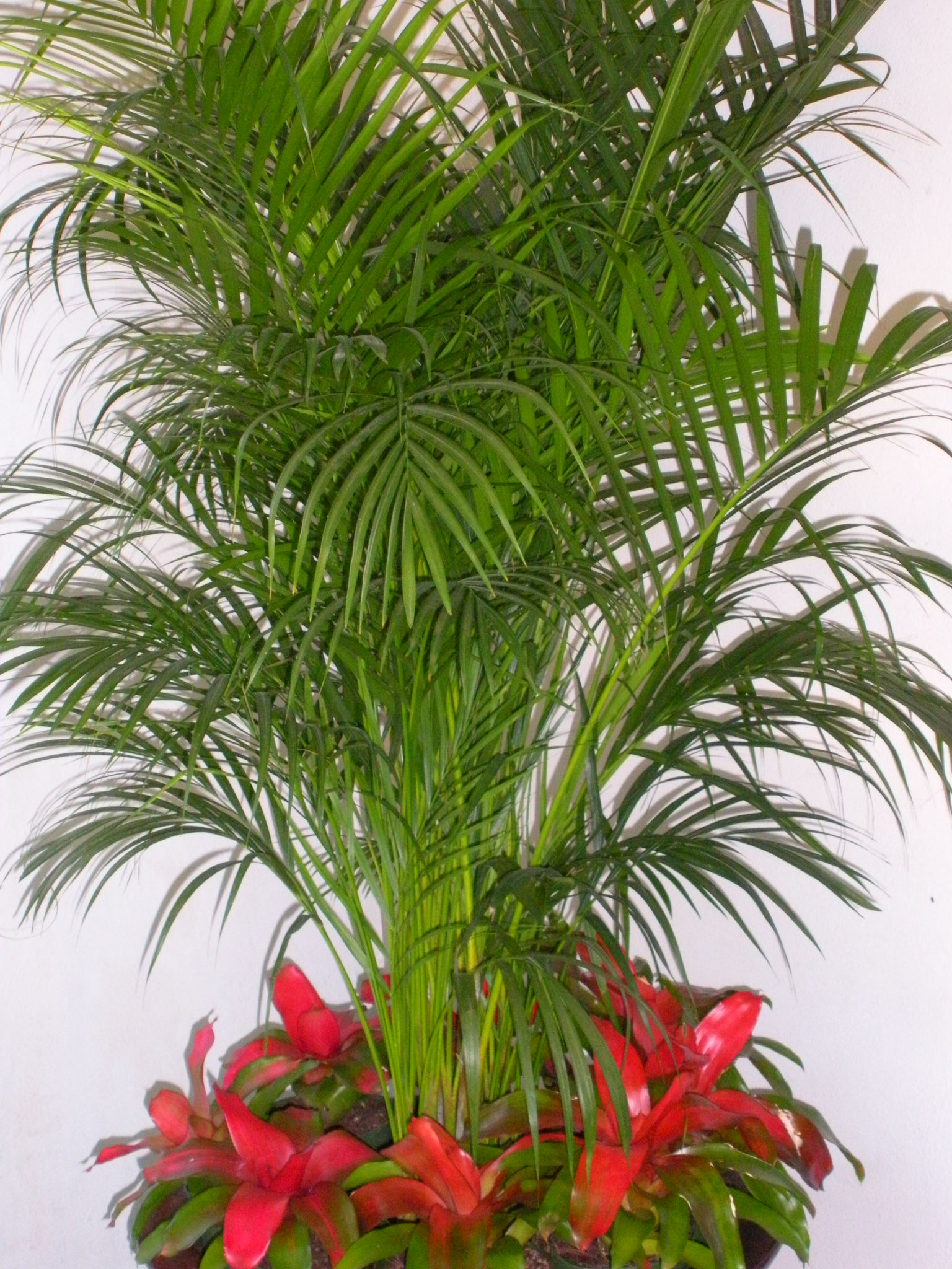 areca.png