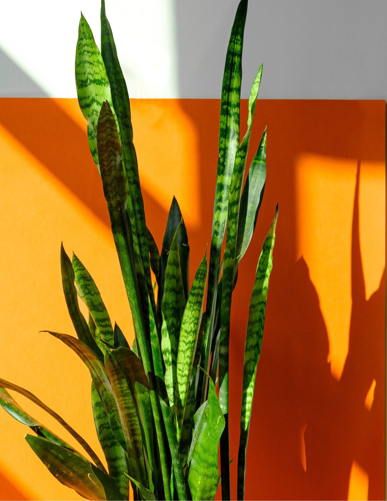 Sansevieria